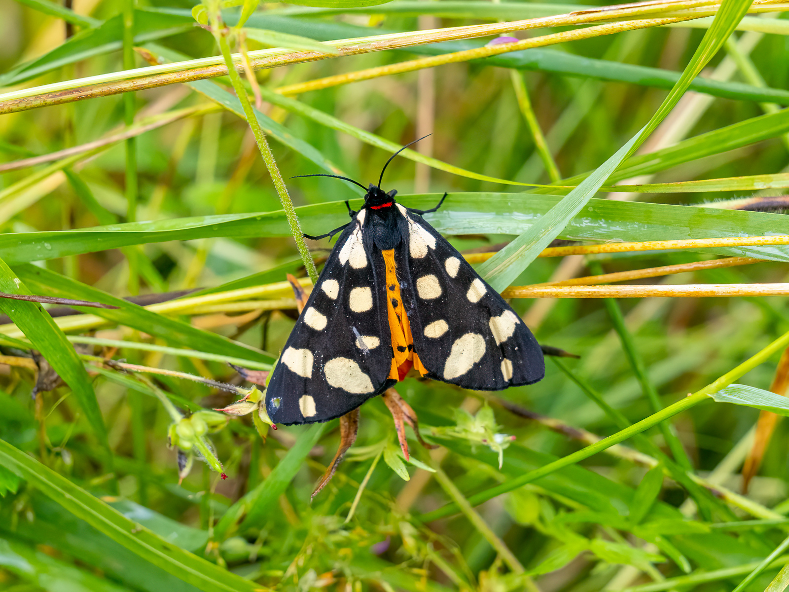 Click image for larger version  Name:	P5230333-Edit.jpg Views:	7 Size:	1.05 MB ID:	977868