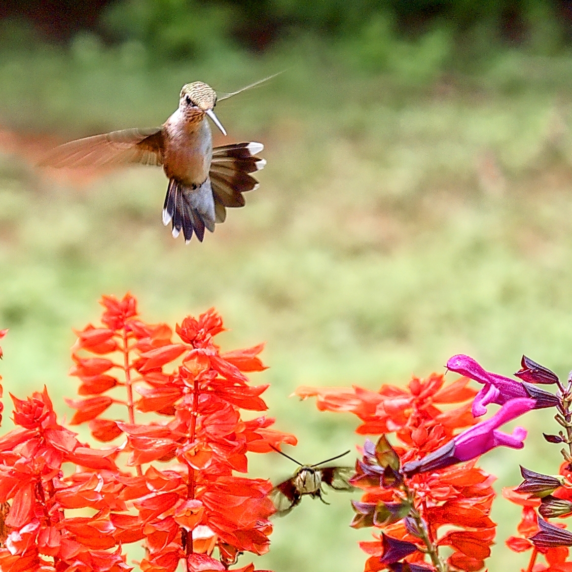 Click image for larger version

Name:	P8160183 copy.jpg
Views:	350
Size:	1,003.0 KB
ID:	978022