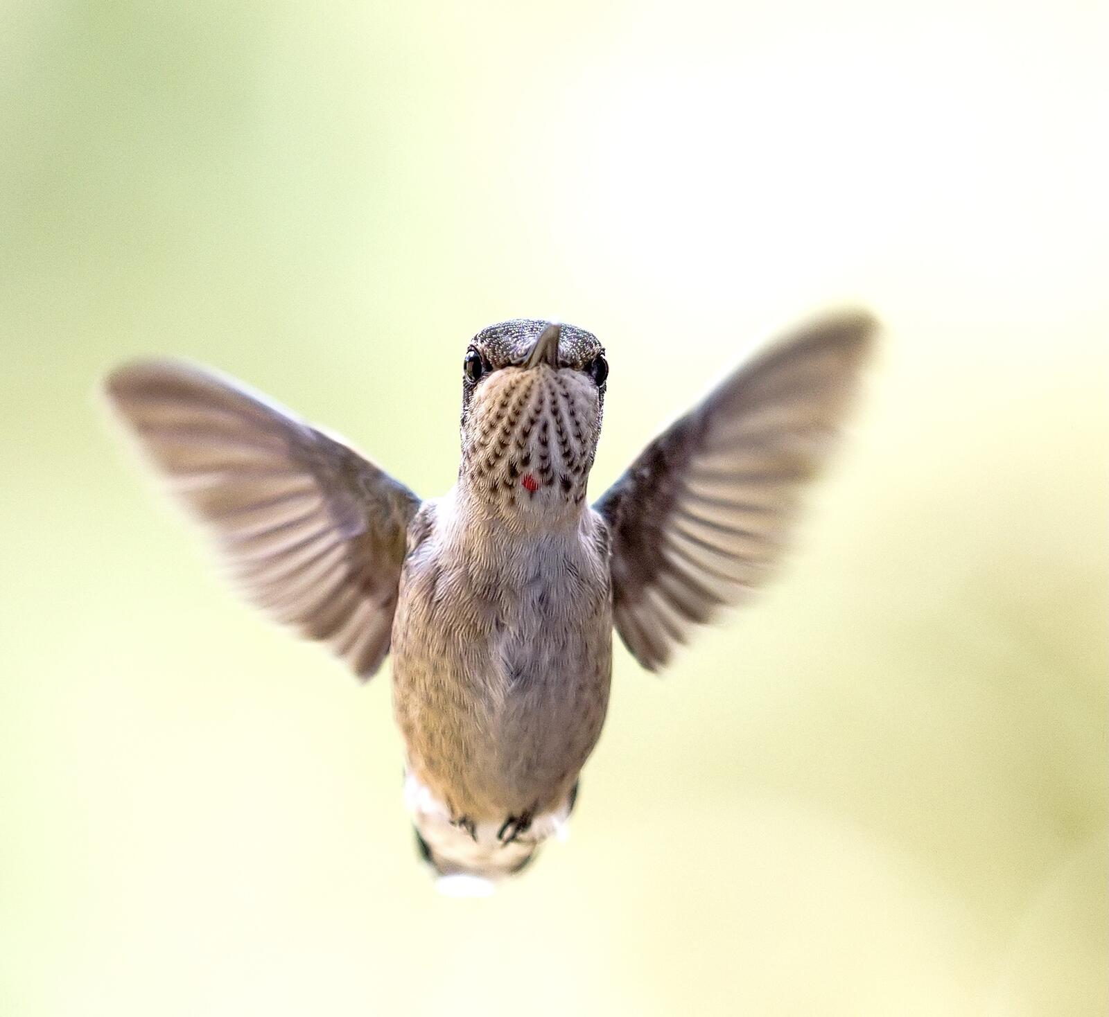 Click image for larger version

Name:	P9050011_filtered.jpg
Views:	60
Size:	132.2 KB
ID:	978024