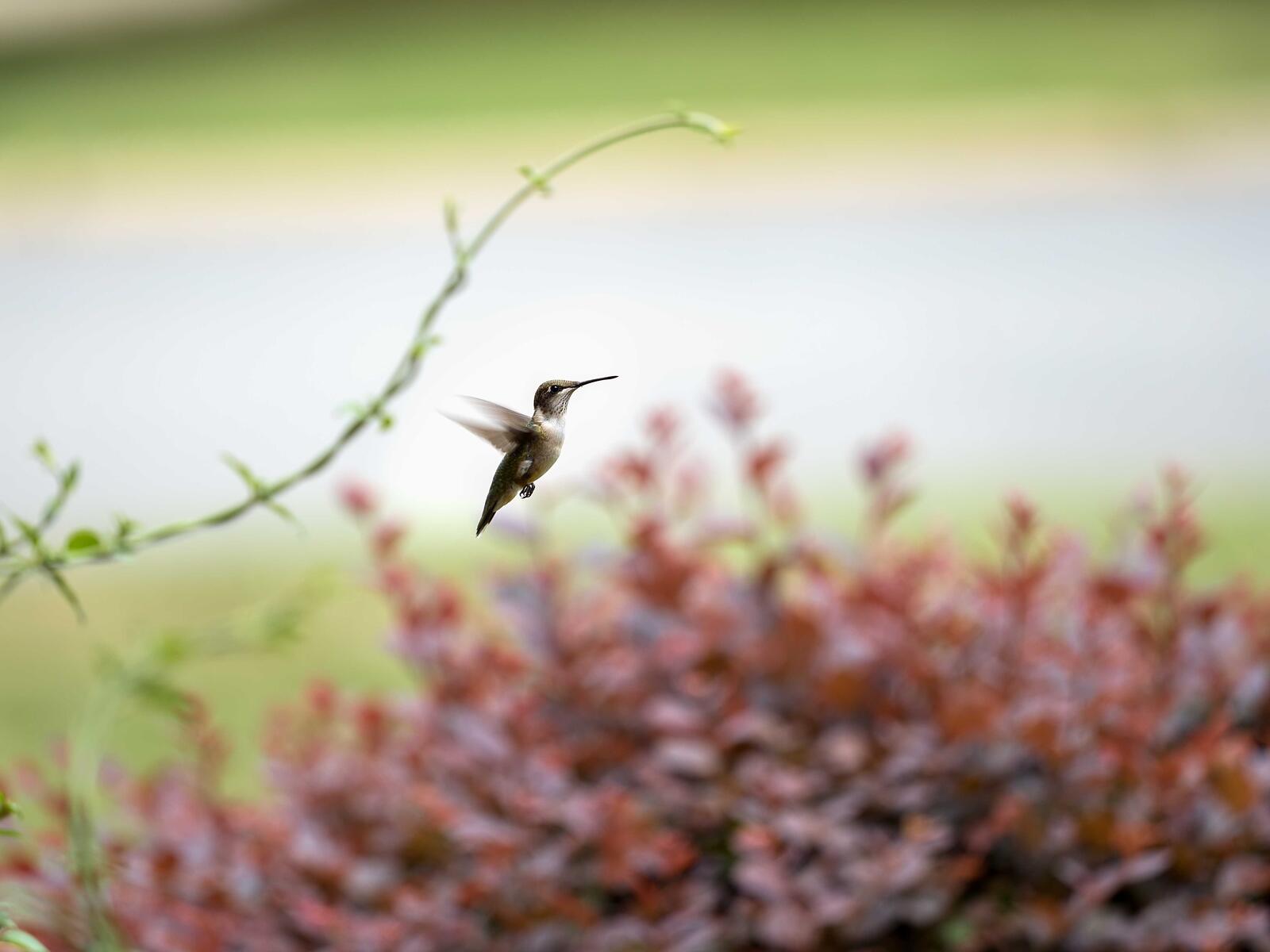 Click image for larger version

Name:	P7180485_filtered.jpg
Views:	58
Size:	93.3 KB
ID:	978026