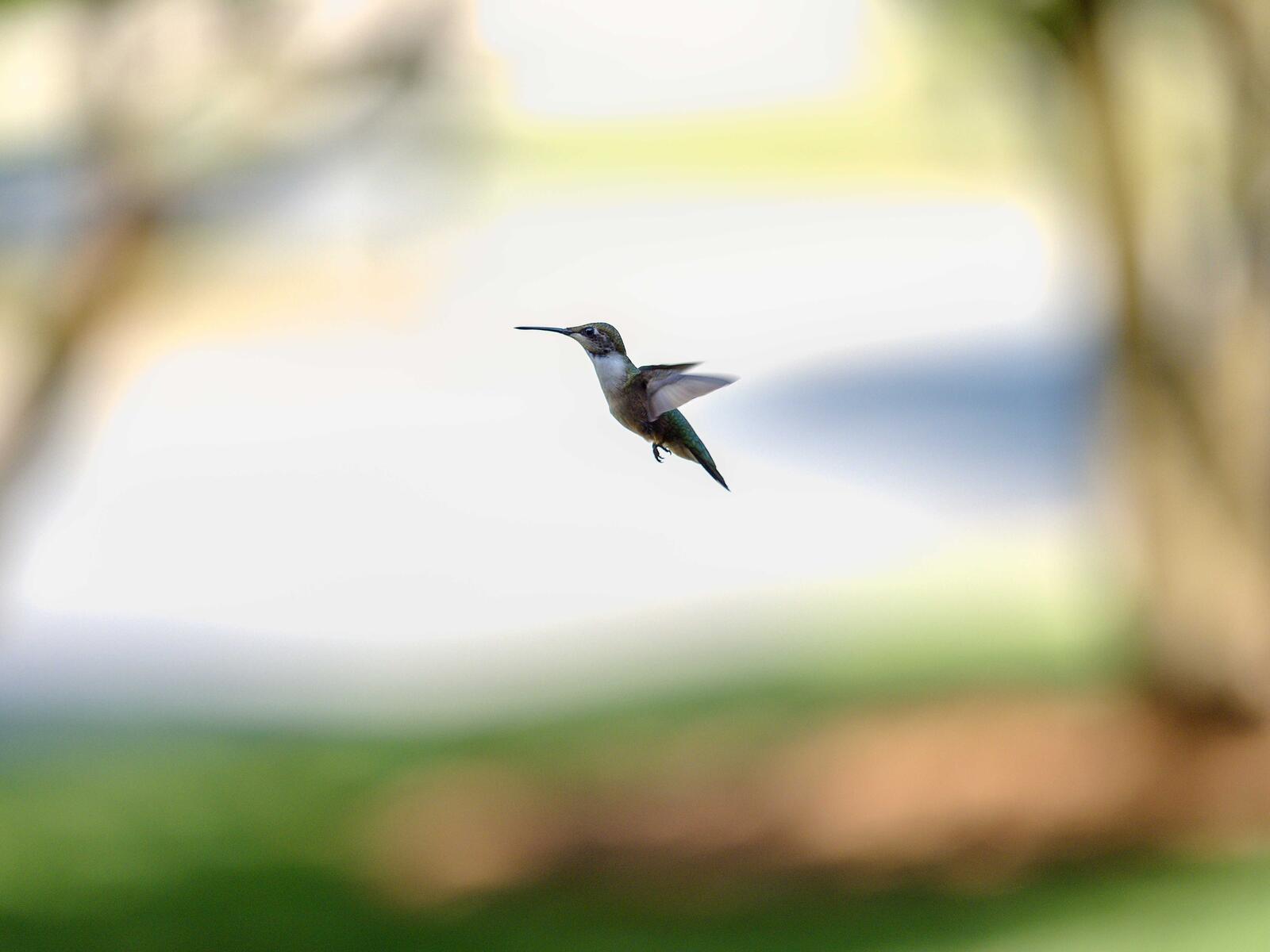 Click image for larger version

Name:	P7160035_filtered.jpg
Views:	56
Size:	79.8 KB
ID:	978027