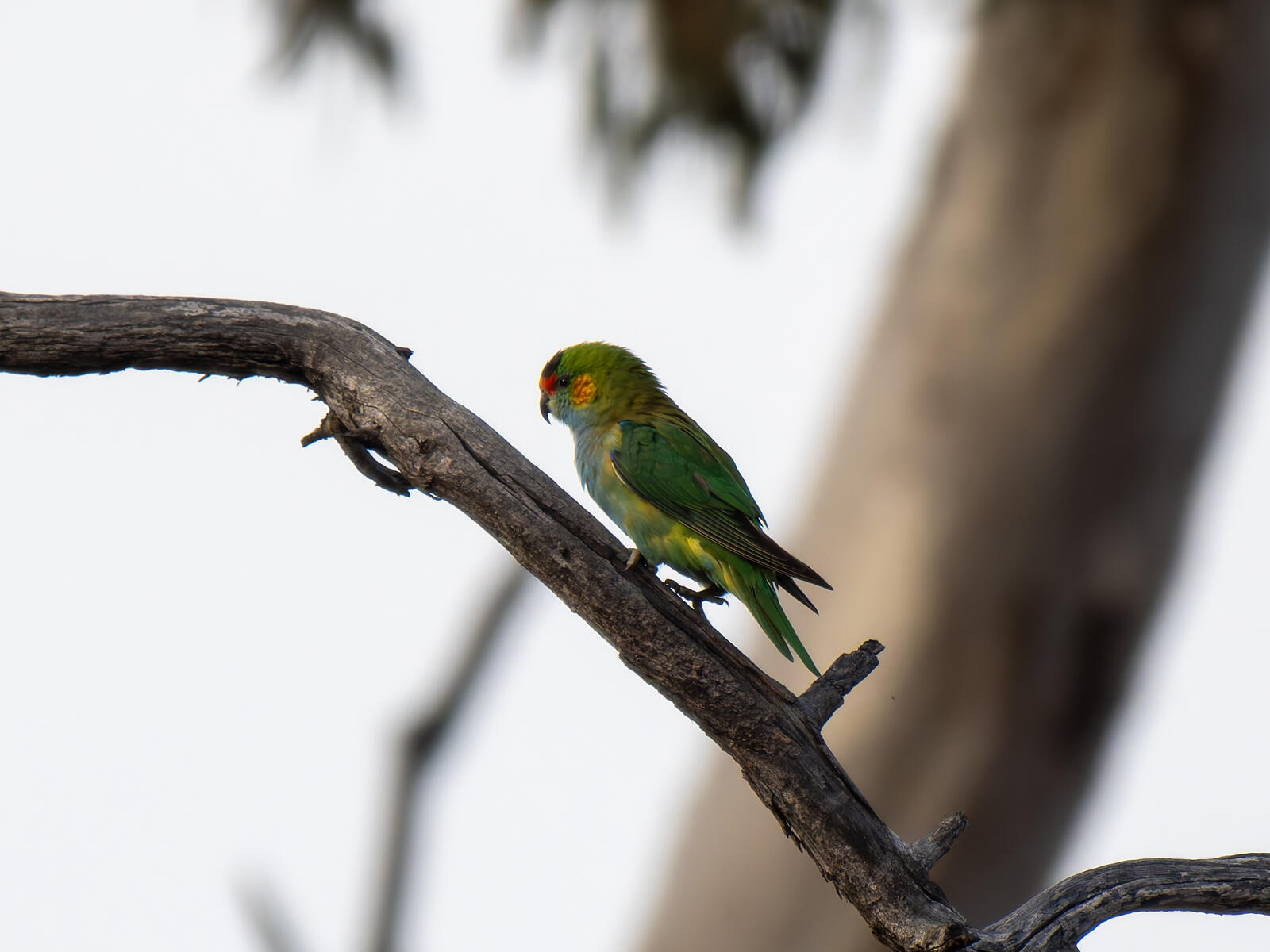 Click image for larger version

Name:	post-1.jpg
Views:	69
Size:	158.8 KB
ID:	978073