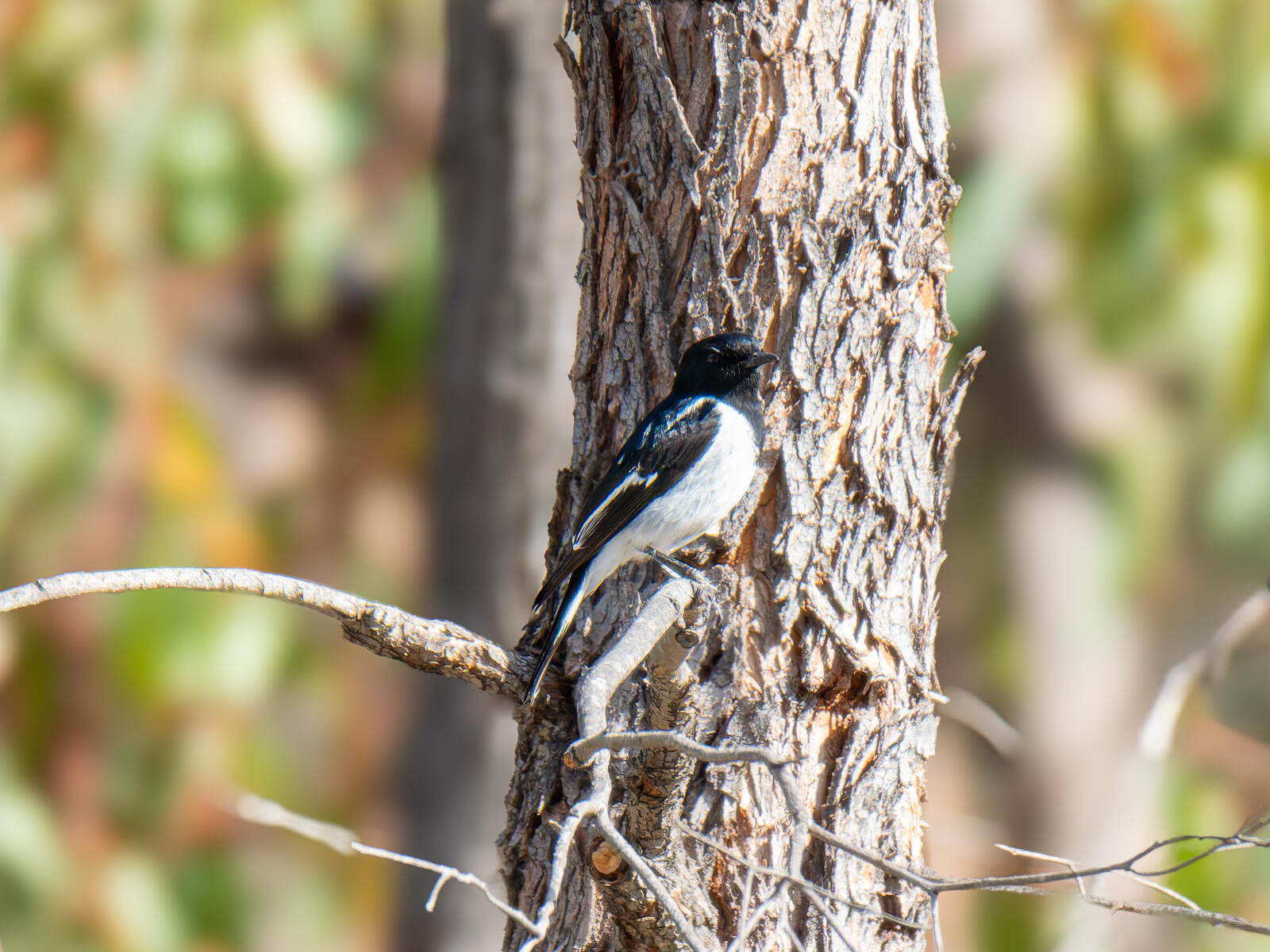 Click image for larger version

Name:	post-8.jpg
Views:	63
Size:	509.5 KB
ID:	978075