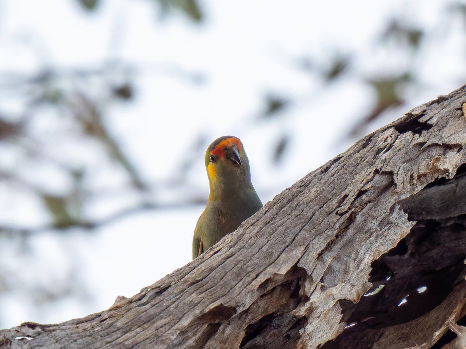 Click image for larger version

Name:	post-2.jpg
Views:	60
Size:	255.0 KB
ID:	978074