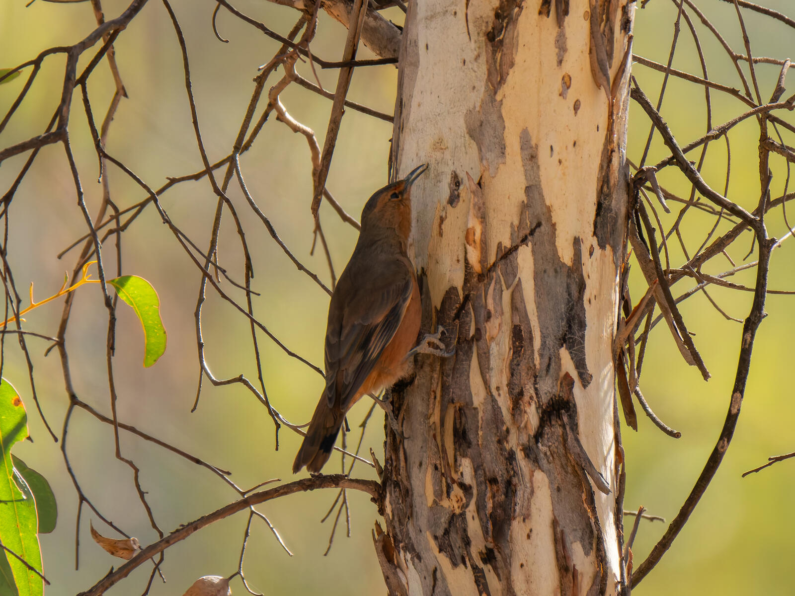 Click image for larger version

Name:	post-10.jpg
Views:	307
Size:	356.7 KB
ID:	978071