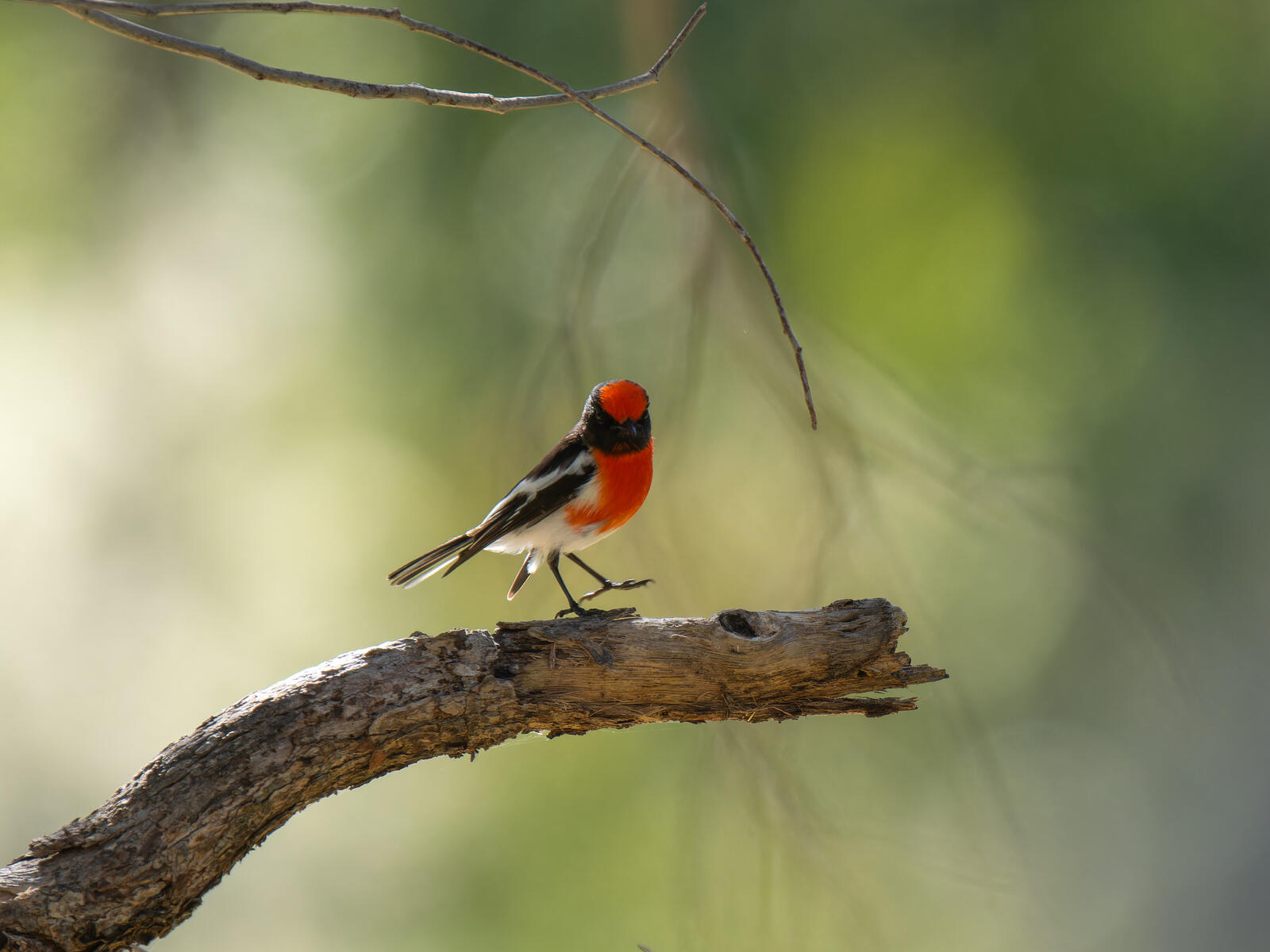 Click image for larger version

Name:	robin-3.jpg
Views:	42
Size:	160.2 KB
ID:	978371