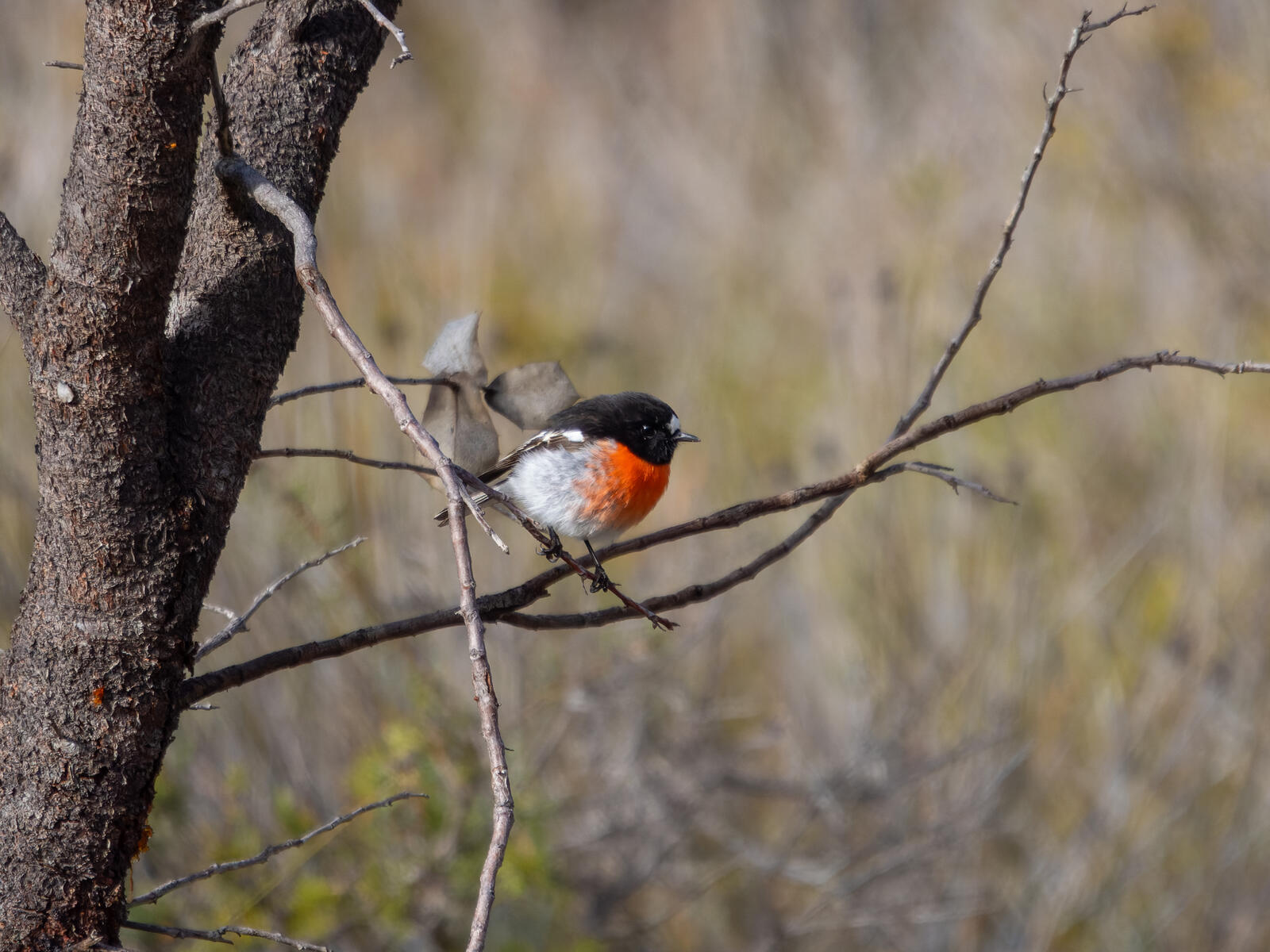 Click image for larger version

Name:	robin-2.jpg
Views:	27
Size:	257.3 KB
ID:	978372