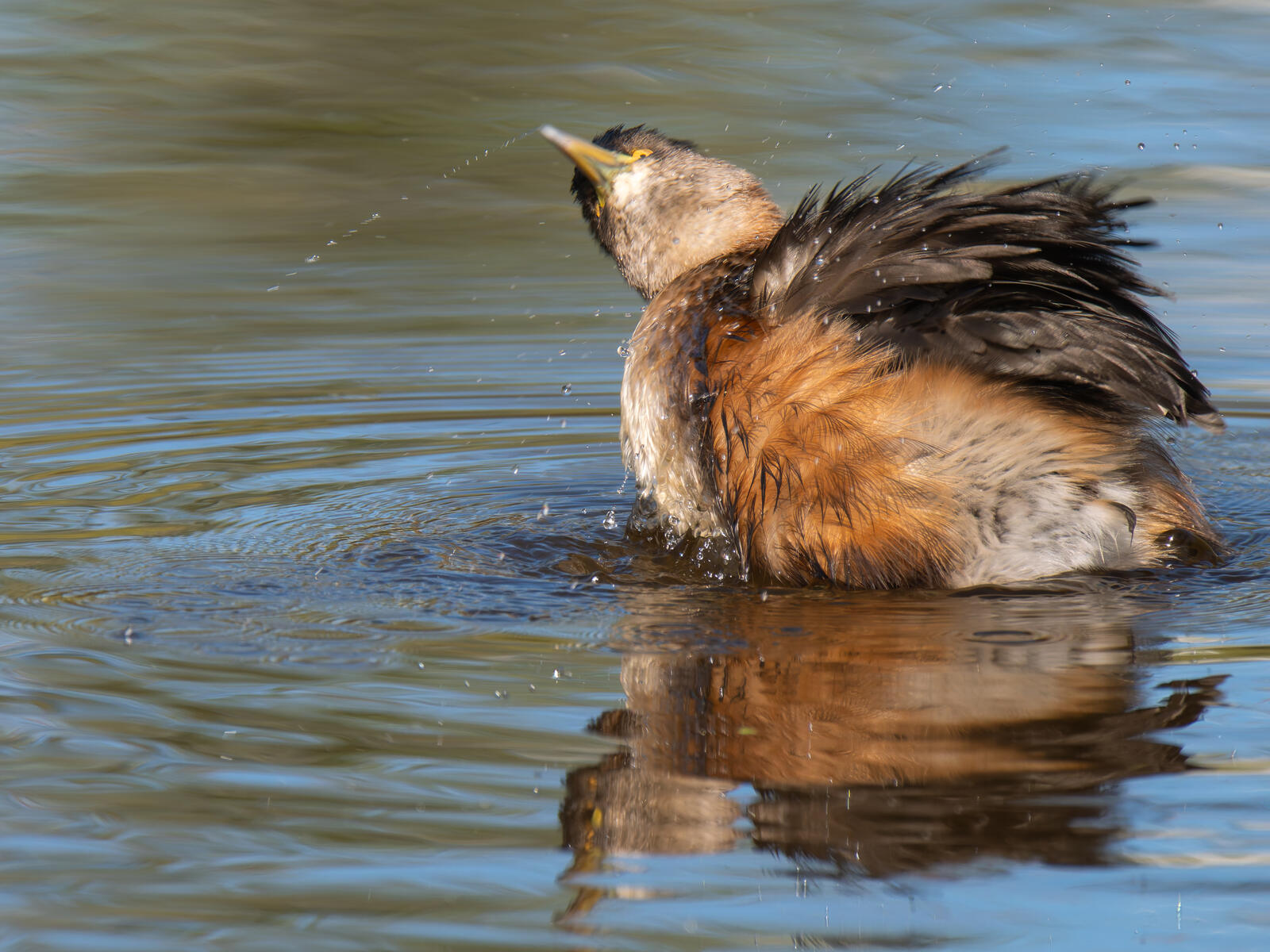 Click image for larger version

Name:	c-2.jpg
Views:	58
Size:	312.5 KB
ID:	978502