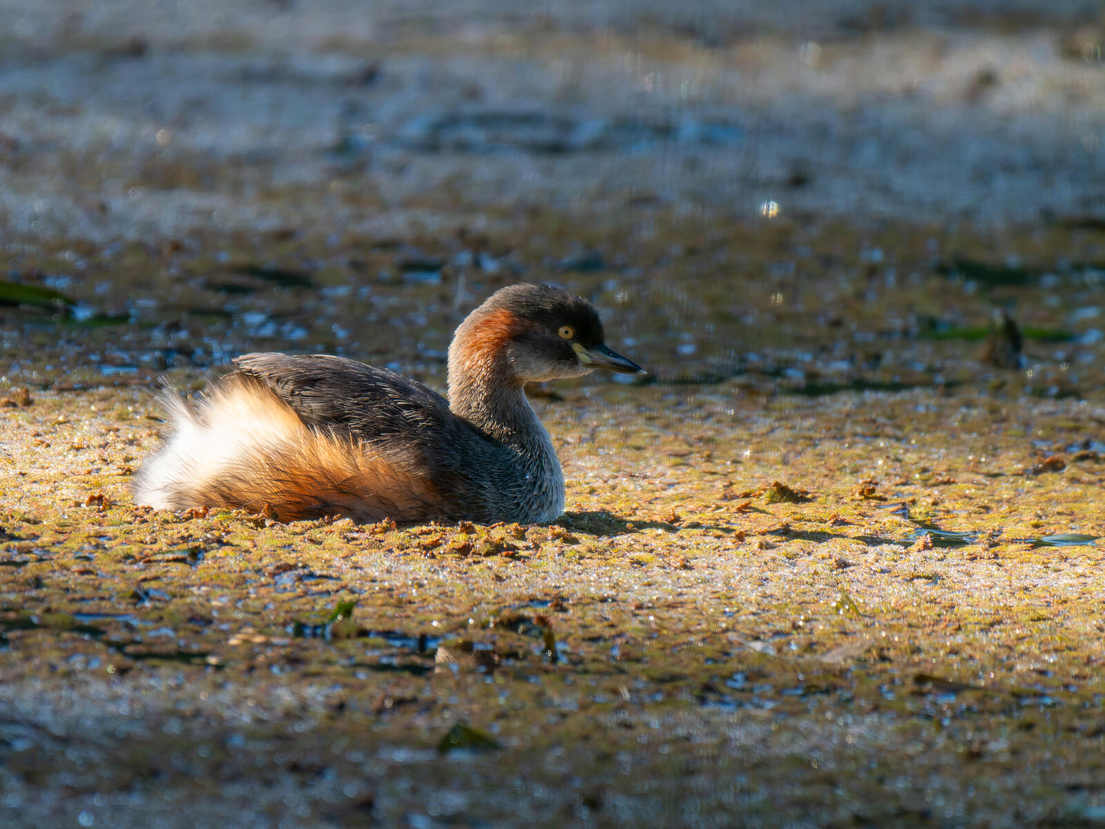 Click image for larger version

Name:	c-1.jpg
Views:	63
Size:	388.2 KB
ID:	978505