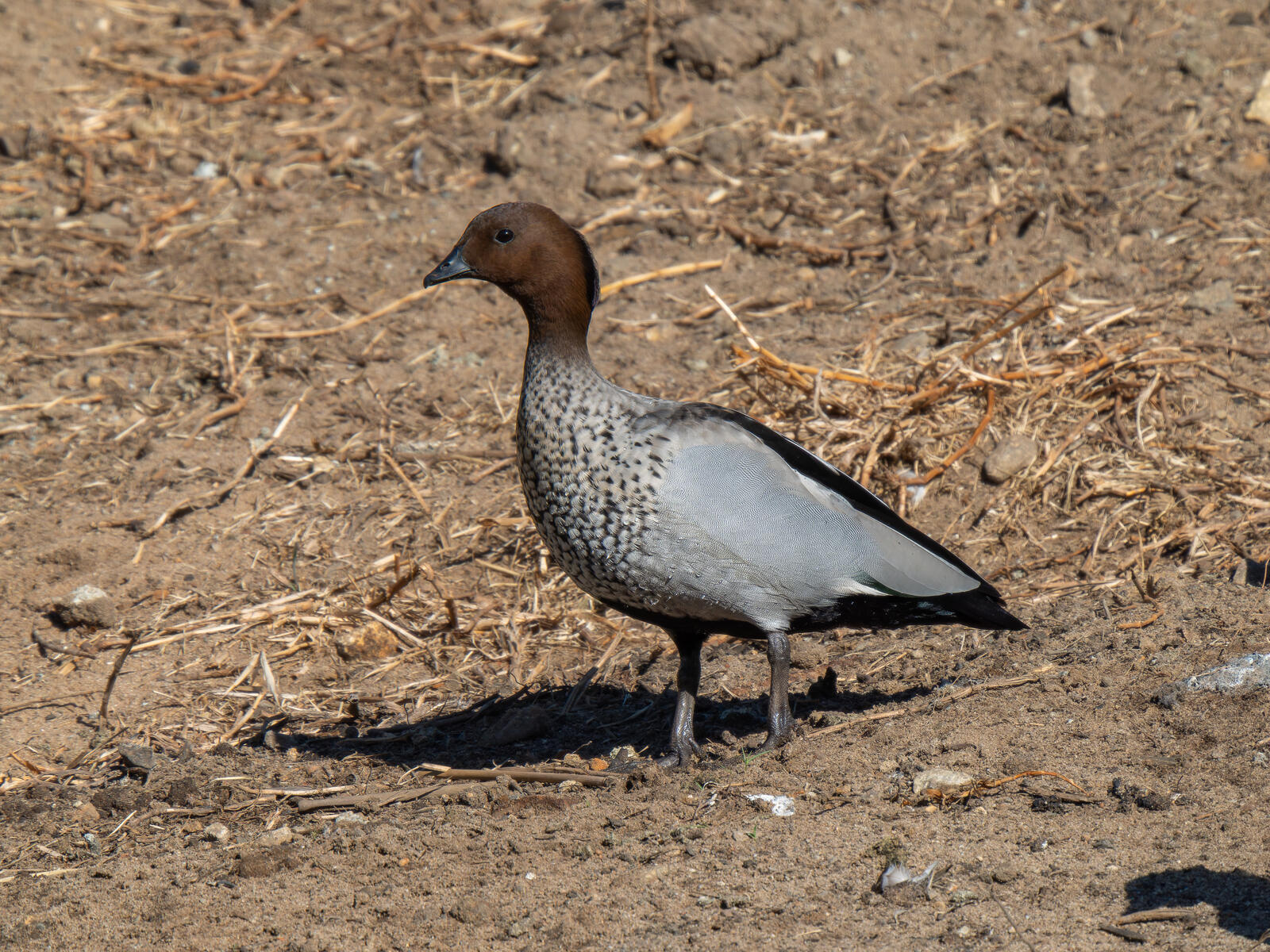 Click image for larger version

Name:	c-7.jpg
Views:	58
Size:	562.2 KB
ID:	978508