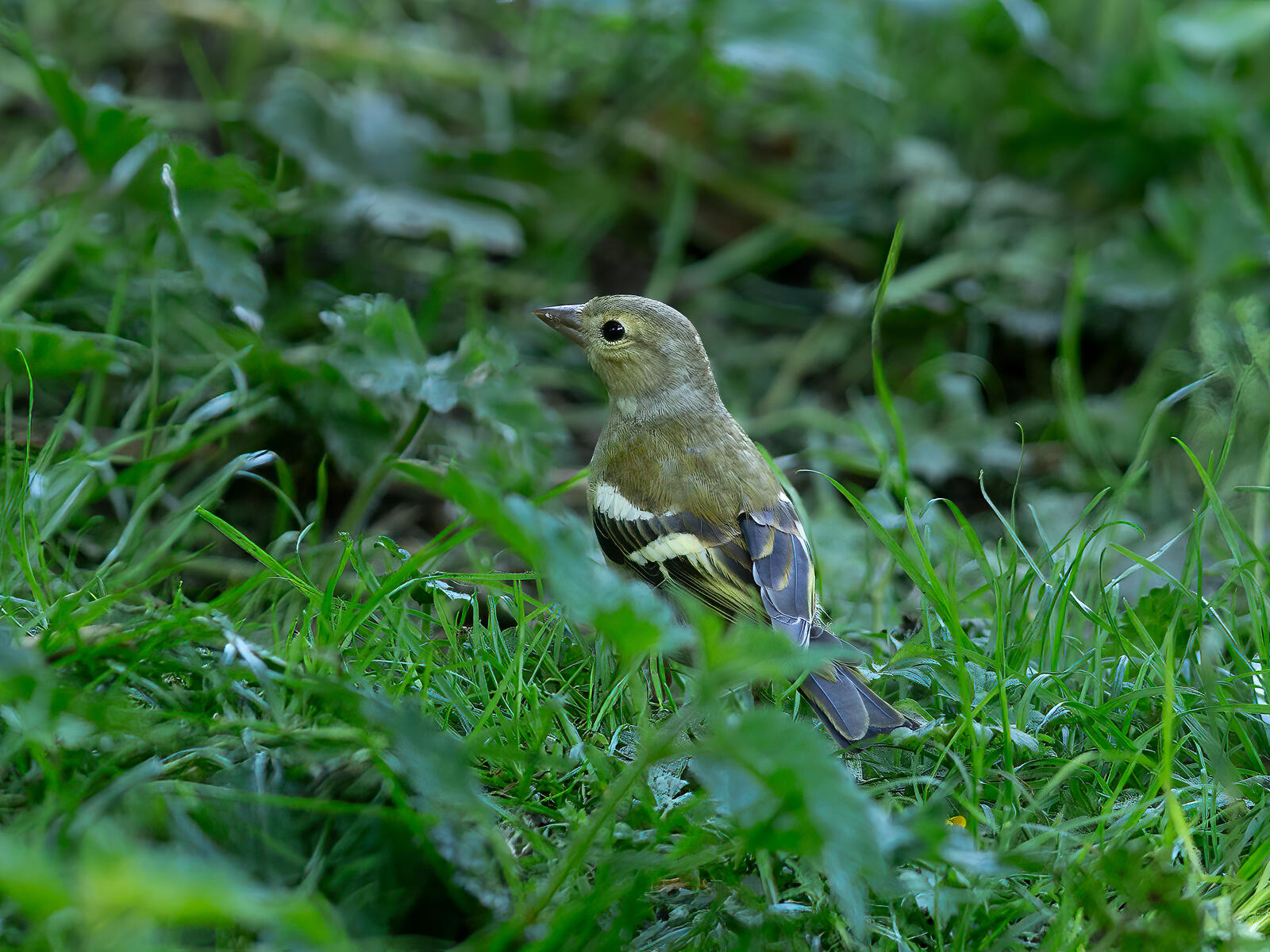 Click image for larger version

Name:	bird.jpg
Views:	505
Size:	390.9 KB
ID:	978887