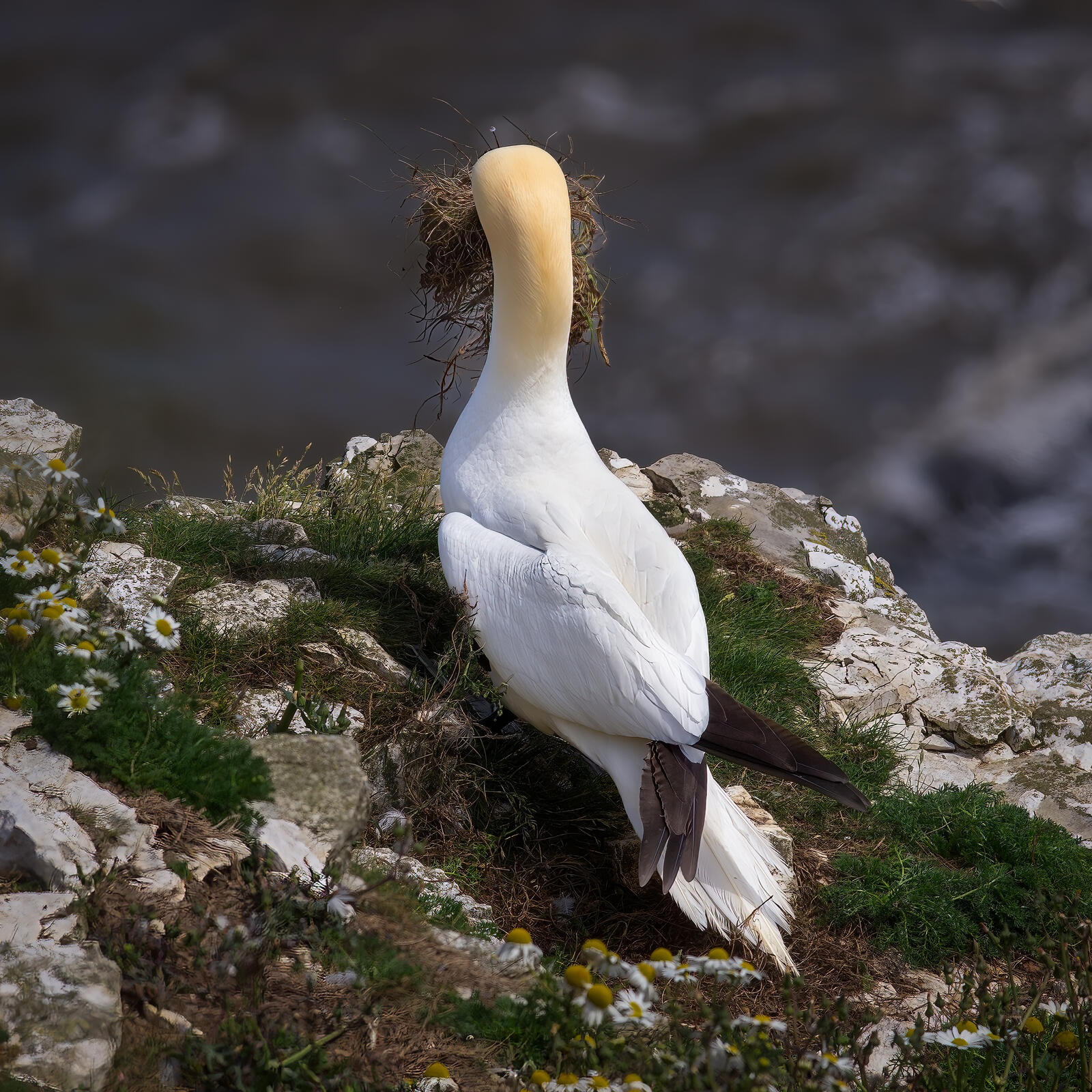 Click image for larger version

Name:	Gannet.jpg
Views:	56
Size:	535.0 KB
ID:	978888
