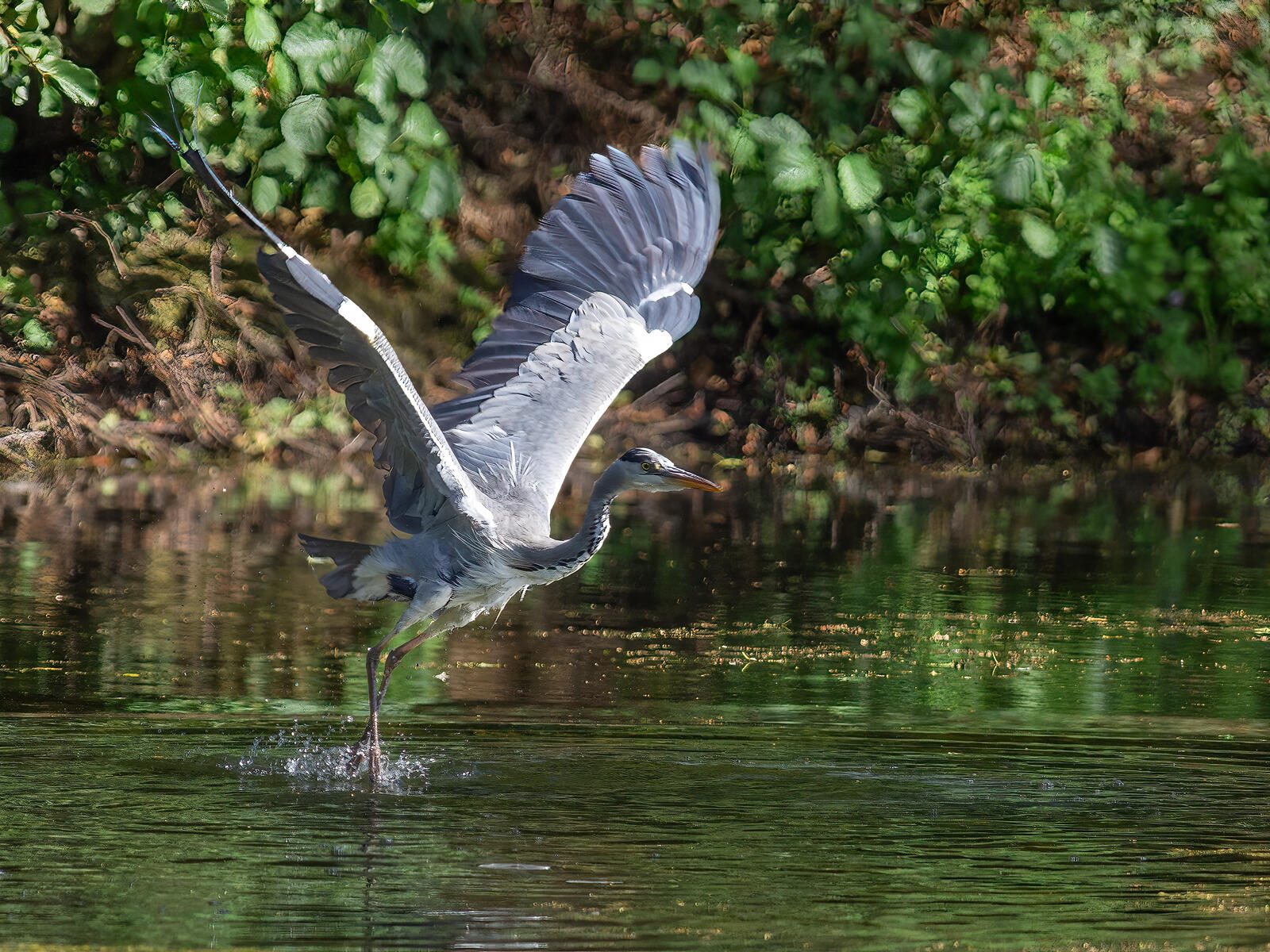 Click image for larger version

Name:	Heron.jpg
Views:	58
Size:	483.4 KB
ID:	978889