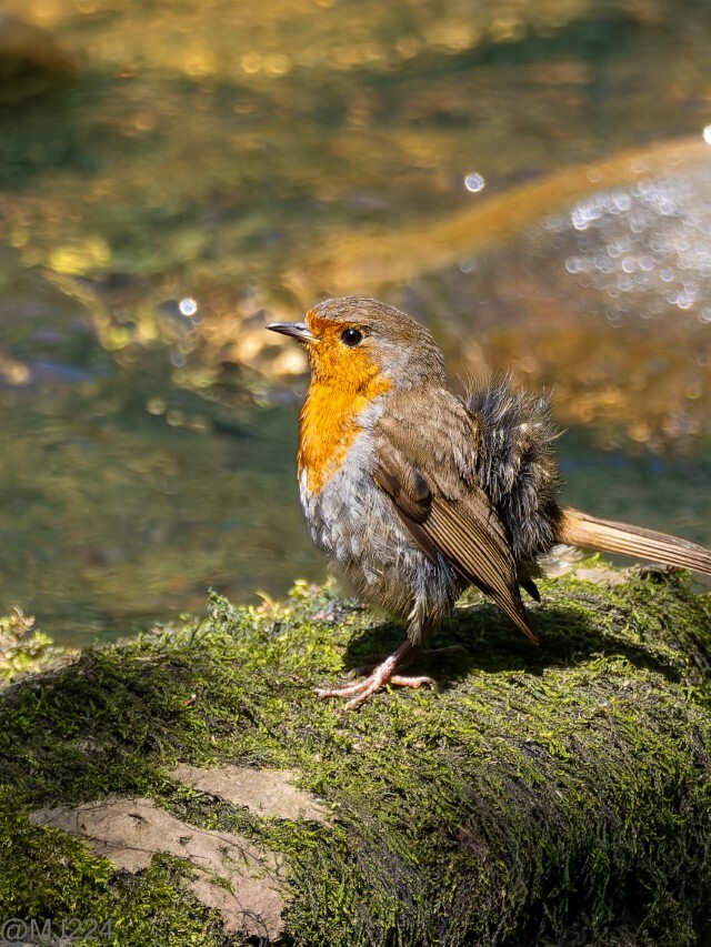 Click image for larger version

Name:	P6020897-ORF-DxO_DeepPRIME XD2 (Custom).jpg
Views:	295
Size:	242.3 KB
ID:	979198