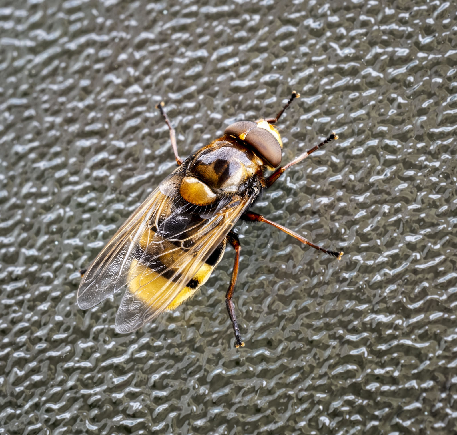 Click image for larger version

Name:	Bee.jpg
Views:	392
Size:	540.8 KB
ID:	979338