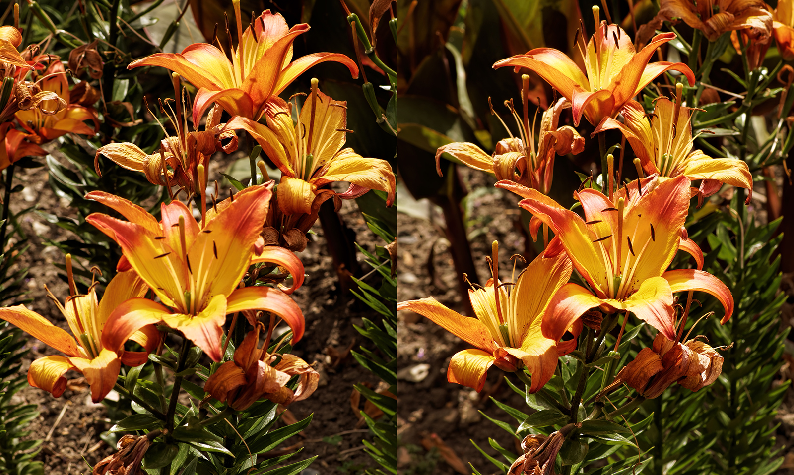 Click image for larger version

Name:	P7192800_DxO Yellow Lilies Crosseye 1600.jpg
Views:	306
Size:	1.56 MB
ID:	979676