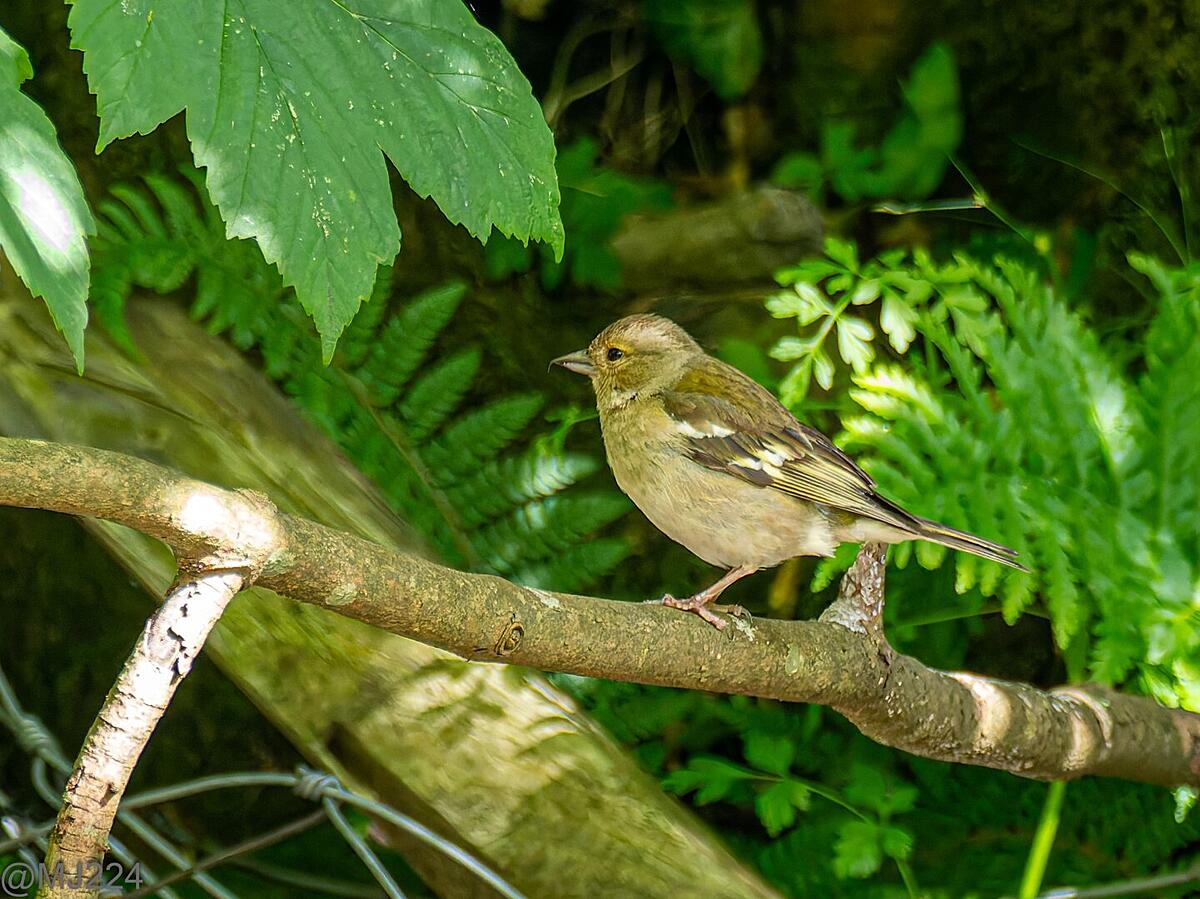 Click image for larger version

Name:	P6091351-ORF-DxO_DeepPRIME XD2 (Large).jpg
Views:	47
Size:	386.5 KB
ID:	979983