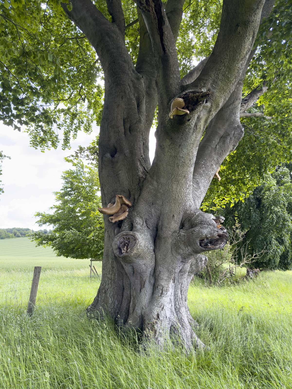 Click image for larger version

Name:	Walk 160624 Mushrooms-3.jpg
Views:	1843
Size:	627.1 KB
ID:	980626