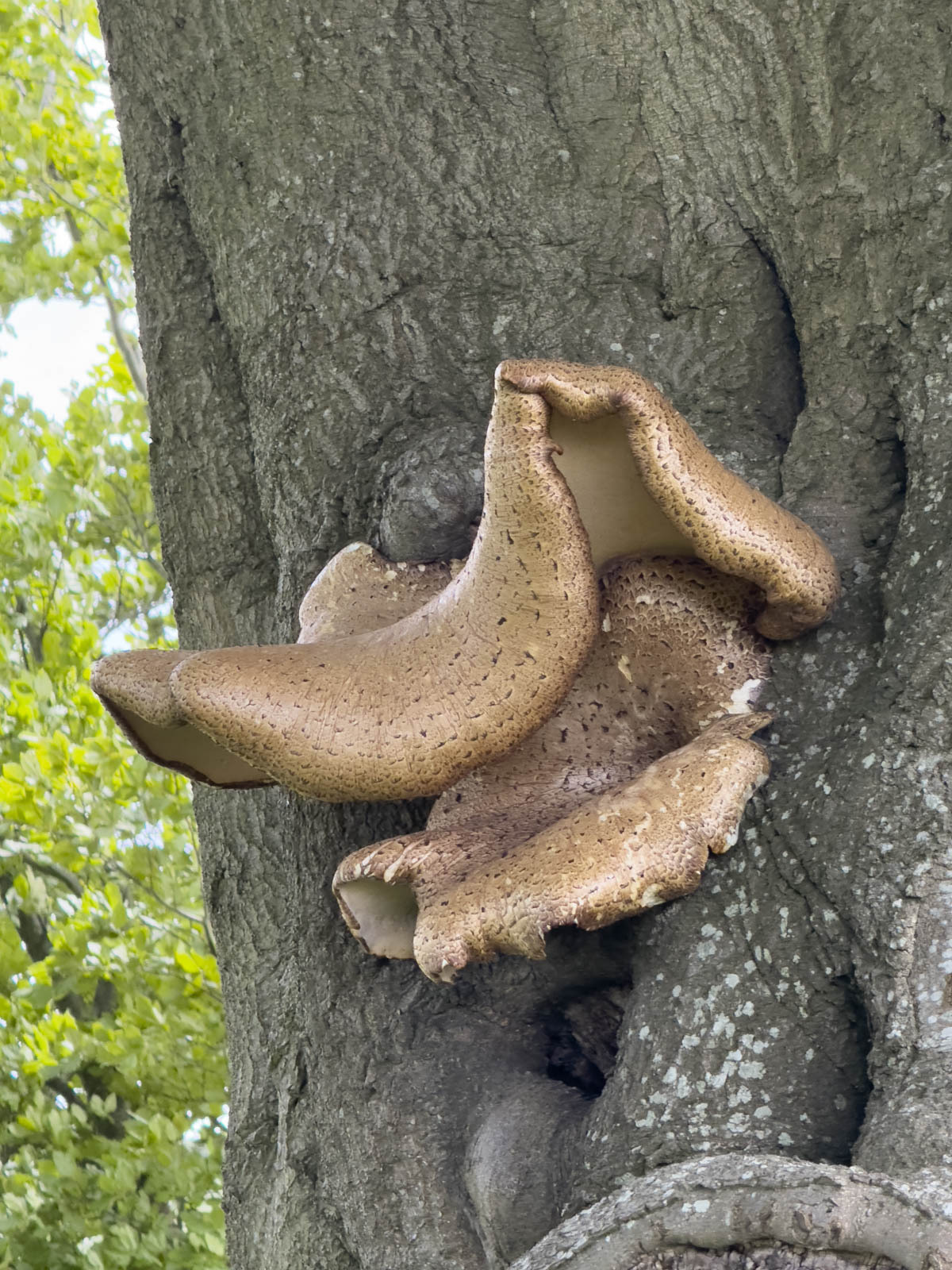 Click image for larger version

Name:	Walk 160624 Mushroom-4.jpg
Views:	69
Size:	527.5 KB
ID:	980627