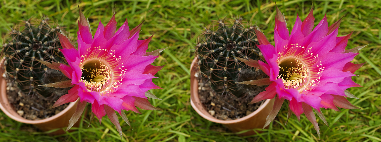 Click image for larger version

Name:	_6073507_DxO Echinopsis roseiflora Crosseye 1600.jpg
Views:	344
Size:	891.9 KB
ID:	980646