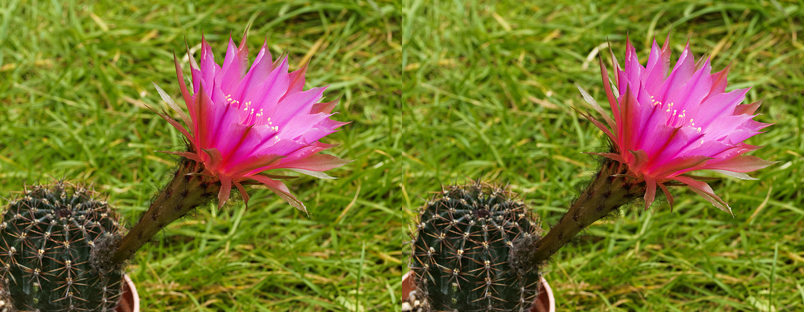 Click image for larger version

Name:	_6073510_DxO Echinopsis roseiflora Crosseye 1600.jpg
Views:	38
Size:	943.1 KB
ID:	980647