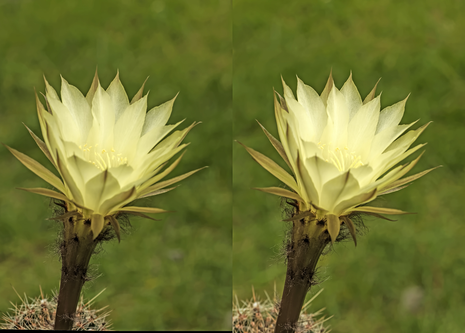 Click image for larger version

Name:	_6083513_DxO Echinopsis Gold Cup Crosseye 1600.jpg
Views:	34
Size:	731.0 KB
ID:	980648