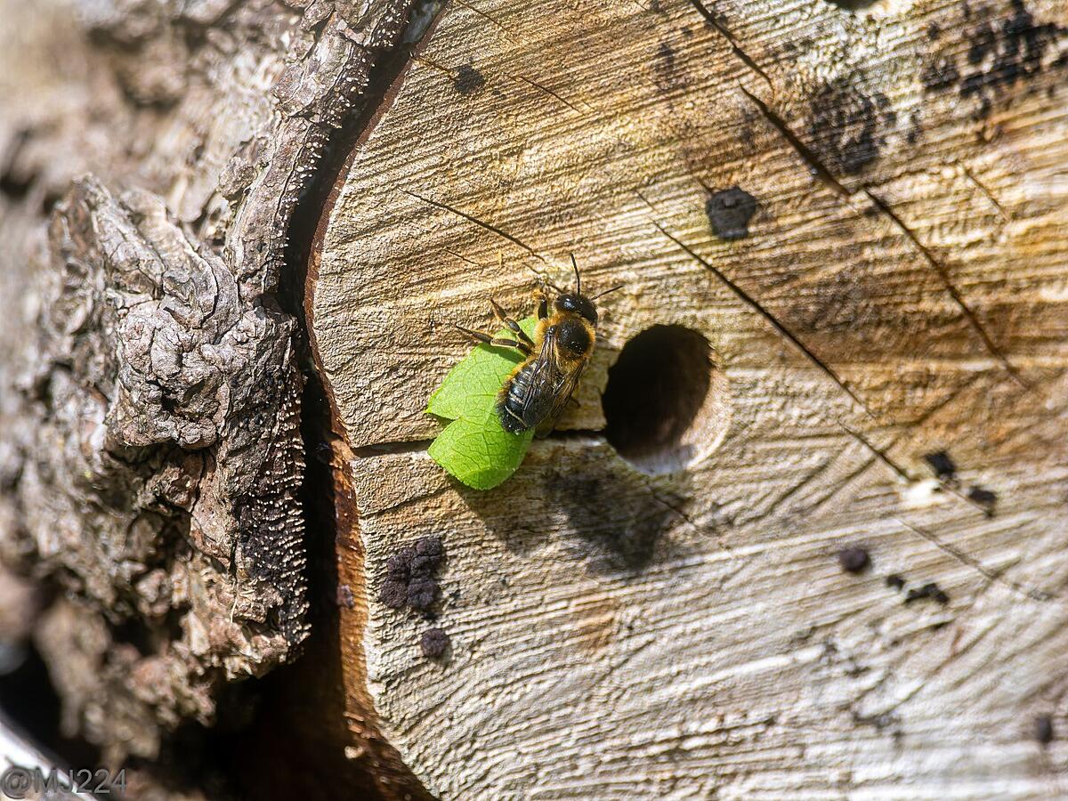 Click image for larger version

Name:	P6272634-ORF-DxO_DeepPRIME XD2 (Large).jpg
Views:	540
Size:	594.8 KB
ID:	981820