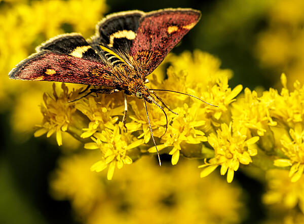 Click image for larger version  Name:	P8123573_DxO Mint Moth August 2015 EM-1 Kiron 105mm Flash.jpg Views:	22 Size:	270.6 KB ID:	981903