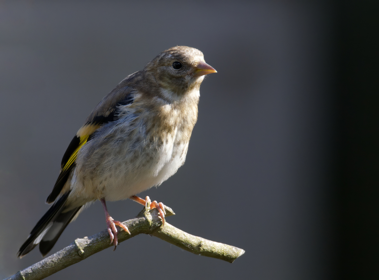 Click image for larger version

Name:	Relaxer 1-small.jpg
Views:	367
Size:	1.32 MB
ID:	982419