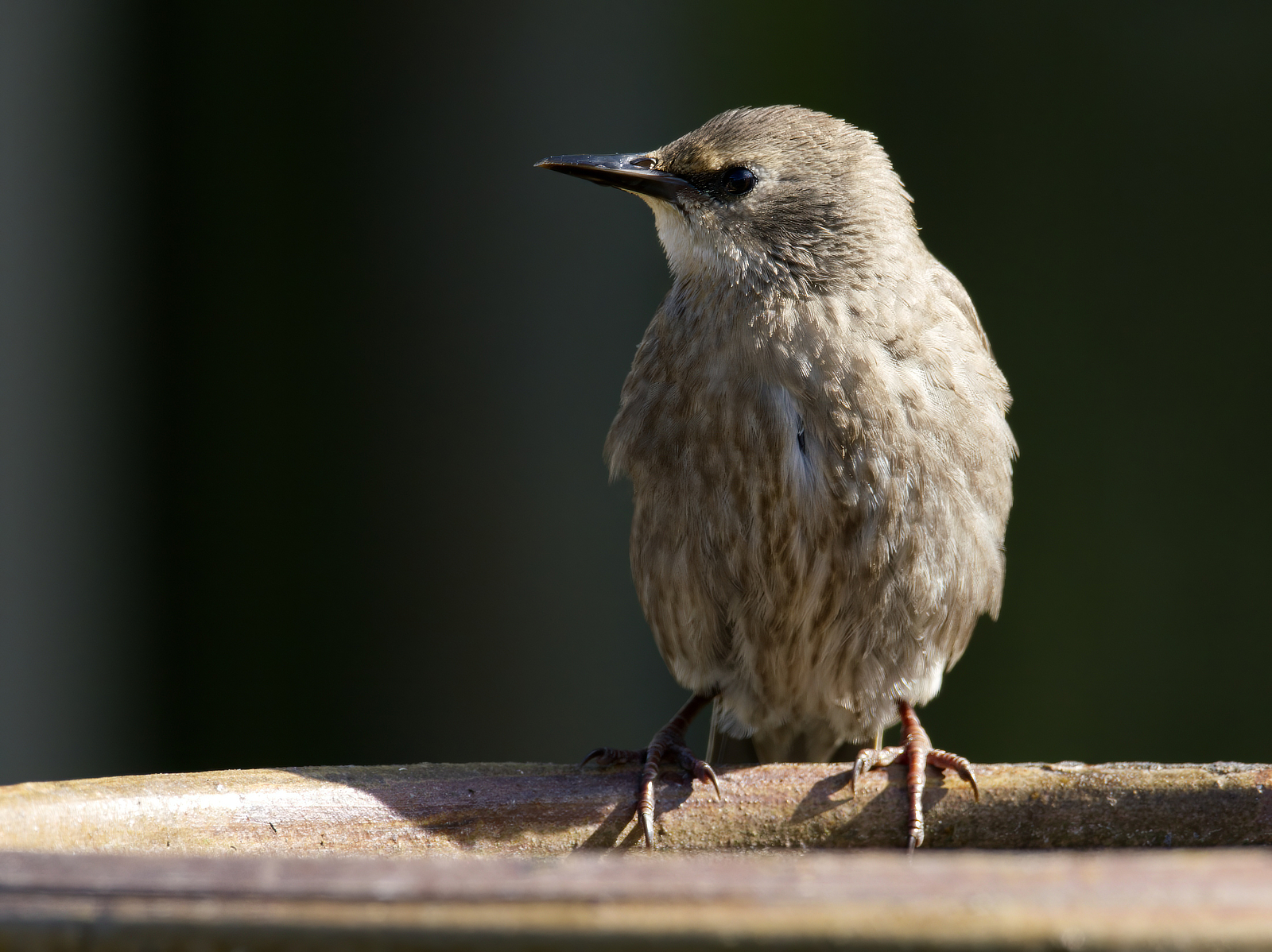 Click image for larger version

Name:	Relaxer 2-small.jpg
Views:	59
Size:	1.52 MB
ID:	982423