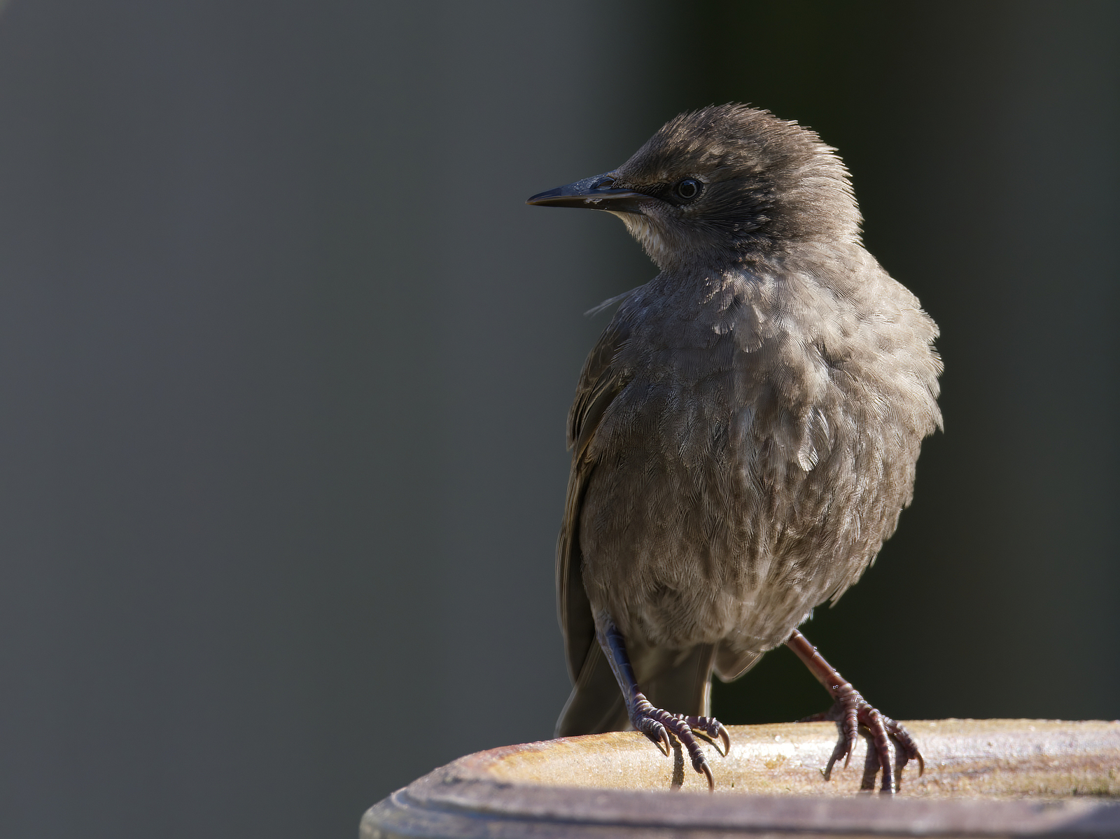 Click image for larger version

Name:	Relaxer 5-small.jpg
Views:	59
Size:	1.39 MB
ID:	982420