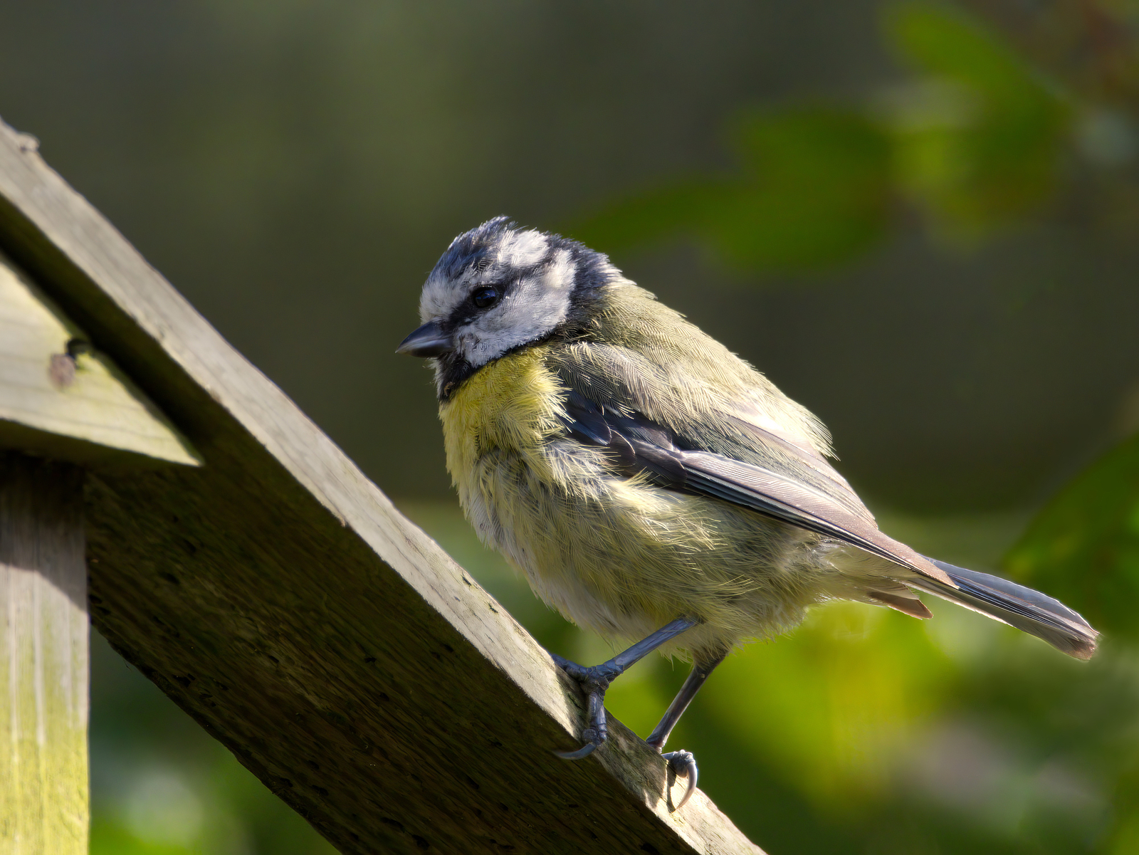 Click image for larger version

Name:	Relaxer 3-small.jpg
Views:	60
Size:	1.73 MB
ID:	982421