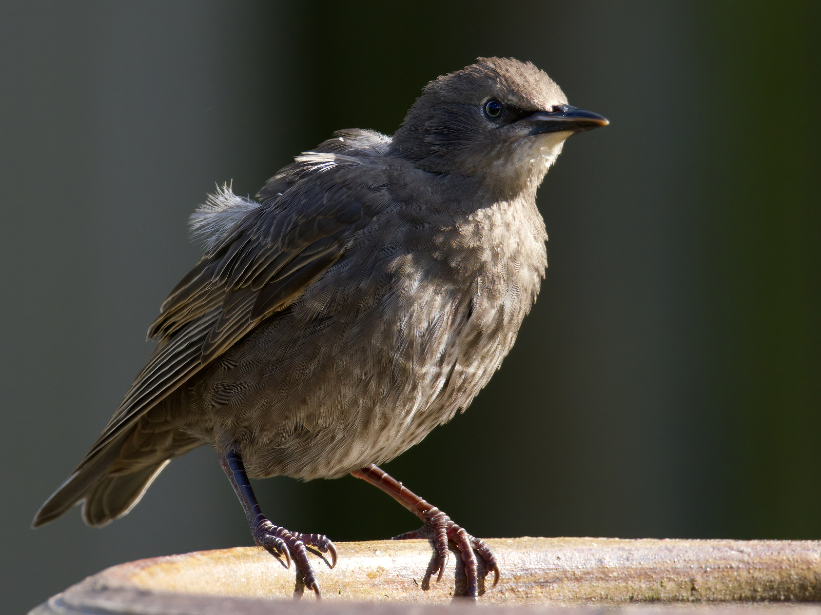 Click image for larger version

Name:	Relaxer 4-small.jpg
Views:	62
Size:	1.76 MB
ID:	982422