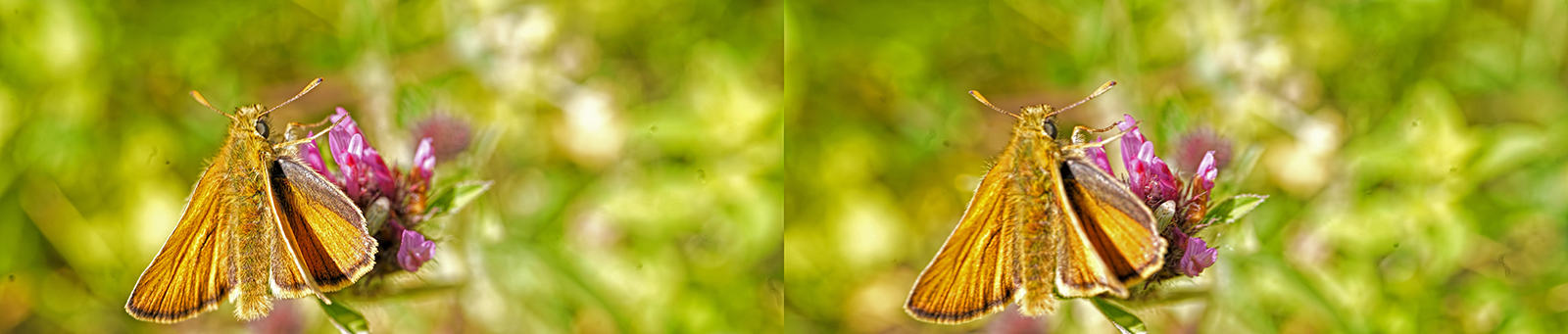 Click image for larger version  Name:	DSC05256 Skipper Crop Crossey 1600.jpg Views:	2 Size:	394.2 KB ID:	982674