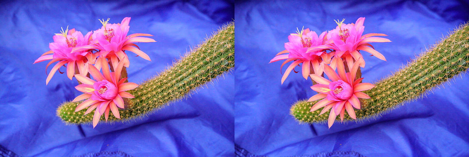 Click image for larger version  Name:	DSC05303 Hildewintera Lolo Fee Oshiro f11 Crosseye 1600.jpg Views:	0 Size:	193.1 KB ID:	982813