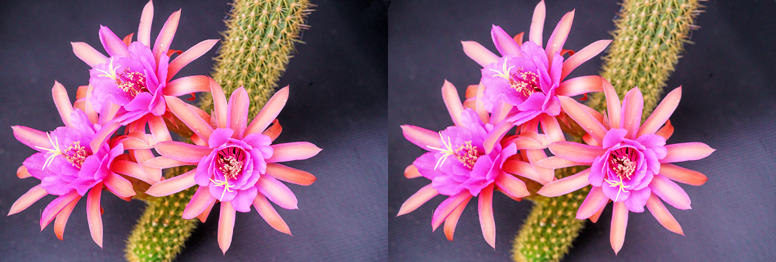 Click image for larger version  Name:	DSC05339 Hildewintera Lolo Fee Oshiro f11 Crosseye 1600.jpg Views:	0 Size:	729.7 KB ID:	982815