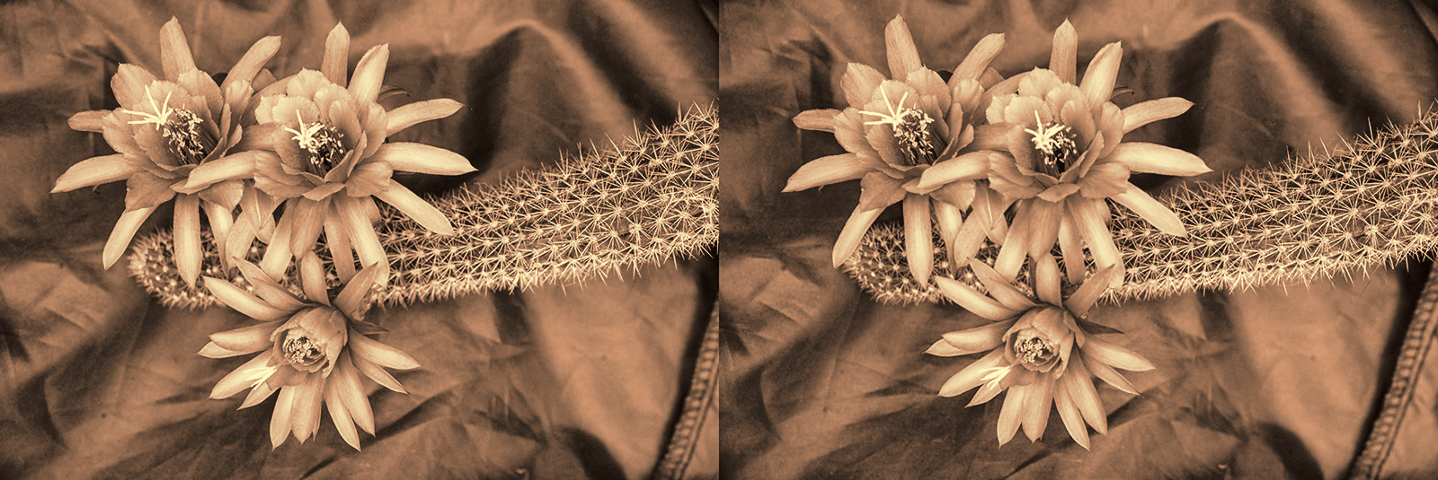 Click image for larger version

Name:	DSC05317 Hildewintera Lolo Fee Oshiro f11 Sepia and Gold Crosseye 1600.jpg
Views:	1835
Size:	877.7 KB
ID:	982951