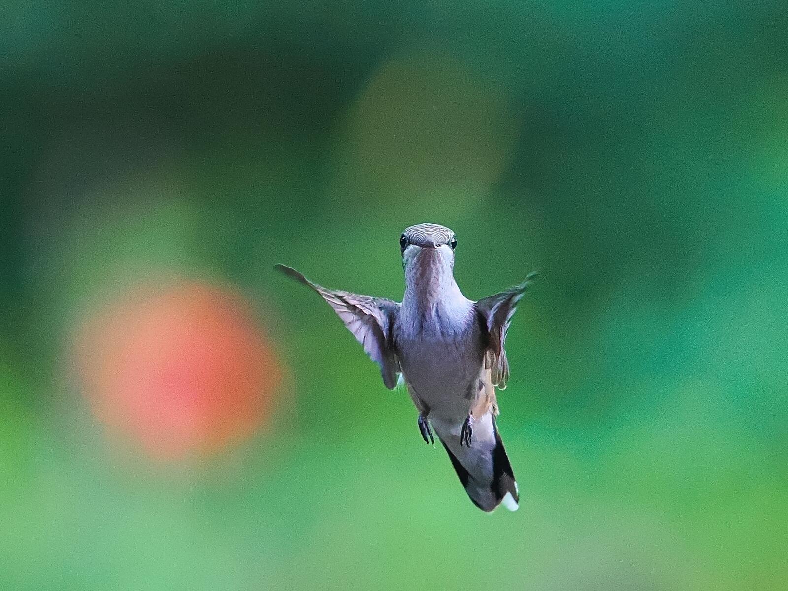 Click image for larger version

Name:	P7099536_0005.jpg
Views:	30
Size:	255.8 KB
ID:	983440