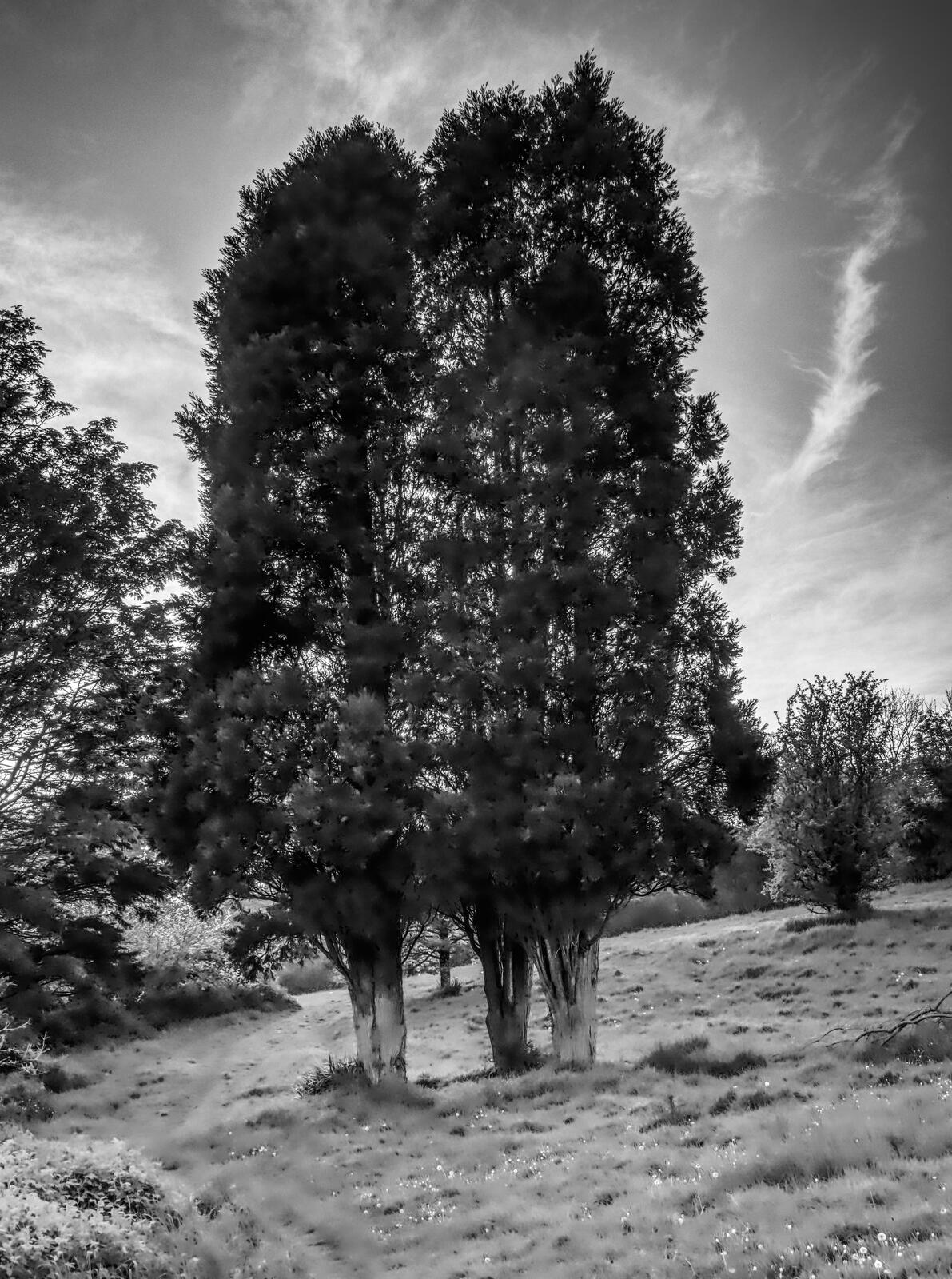 Click image for larger version  Name:	Radford Park tall trees.jpg Views:	0 Size:	333.4 KB ID:	983886