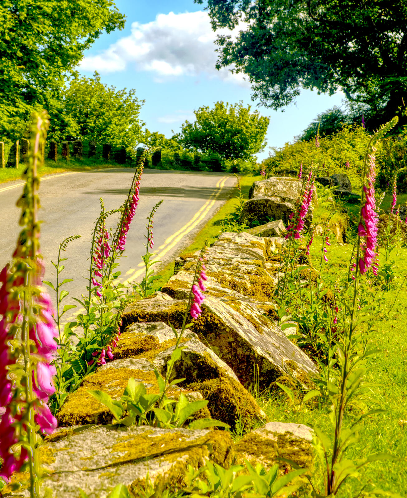 Click image for larger version  Name:	Burrator Foxgloves by the side of the road.jpg Views:	0 Size:	724.4 KB ID:	983887