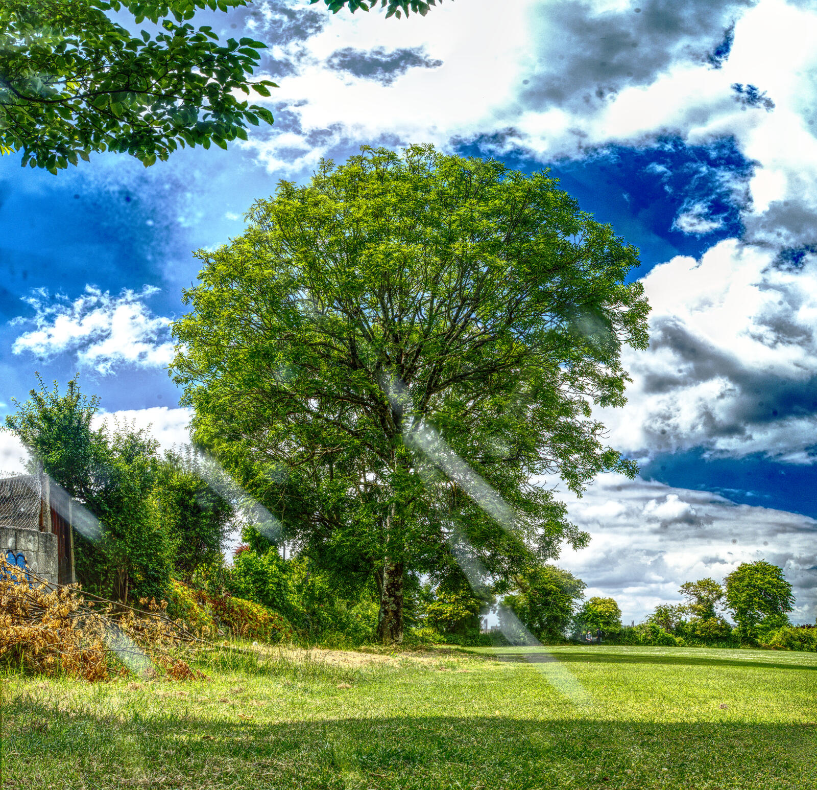 Click image for larger version  Name:	Dean Park. Cricket field big tree with glare. small.jpg Views:	0 Size:	890.8 KB ID:	983888