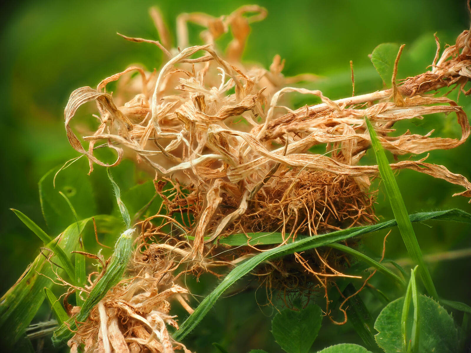 Click image for larger version  Name:	Dried grass in the grass macro.jpg Views:	0 Size:	336.6 KB ID:	983889