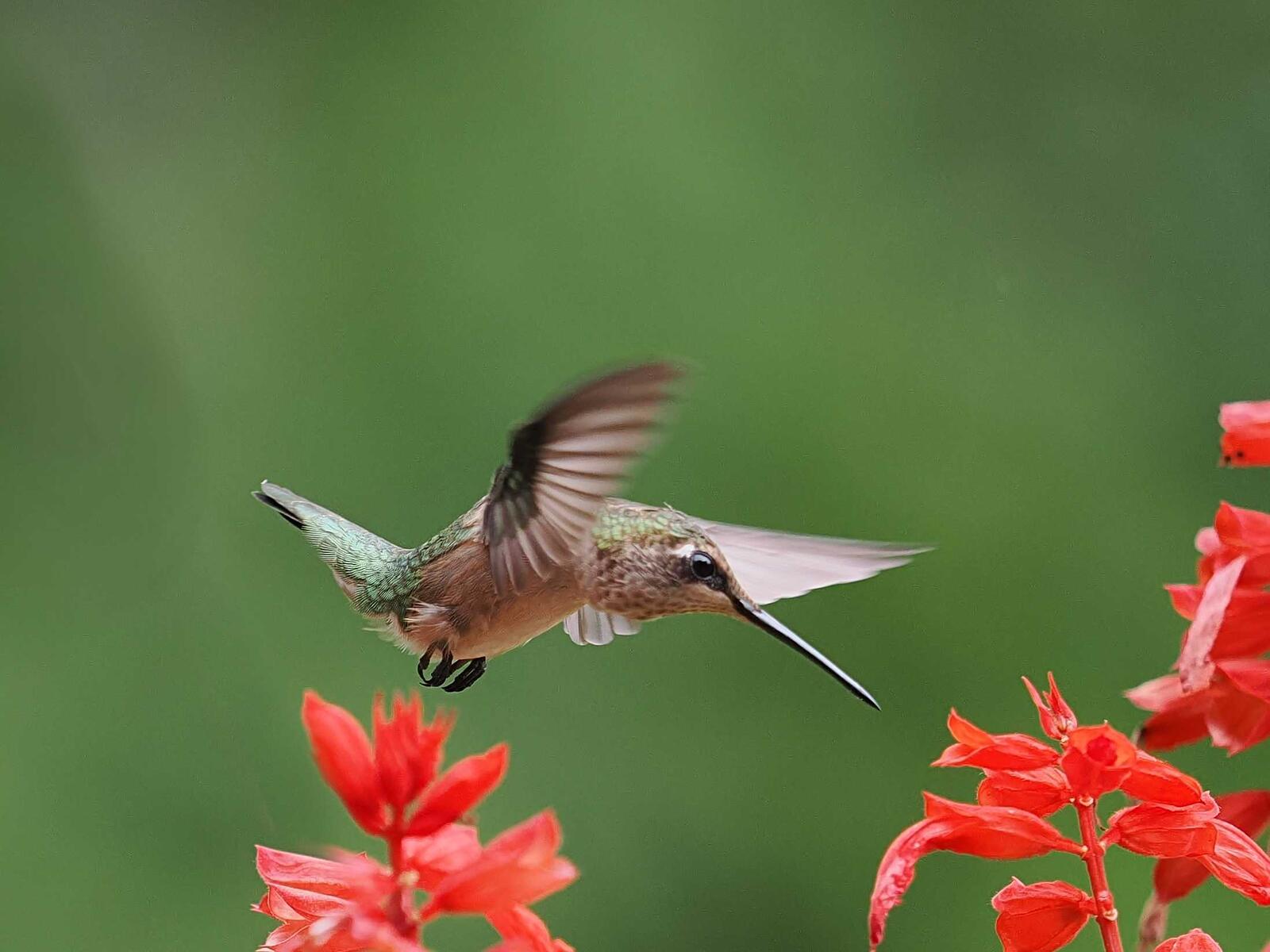 Click image for larger version

Name:	P7160946_filtered.jpg
Views:	419
Size:	142.8 KB
ID:	984047