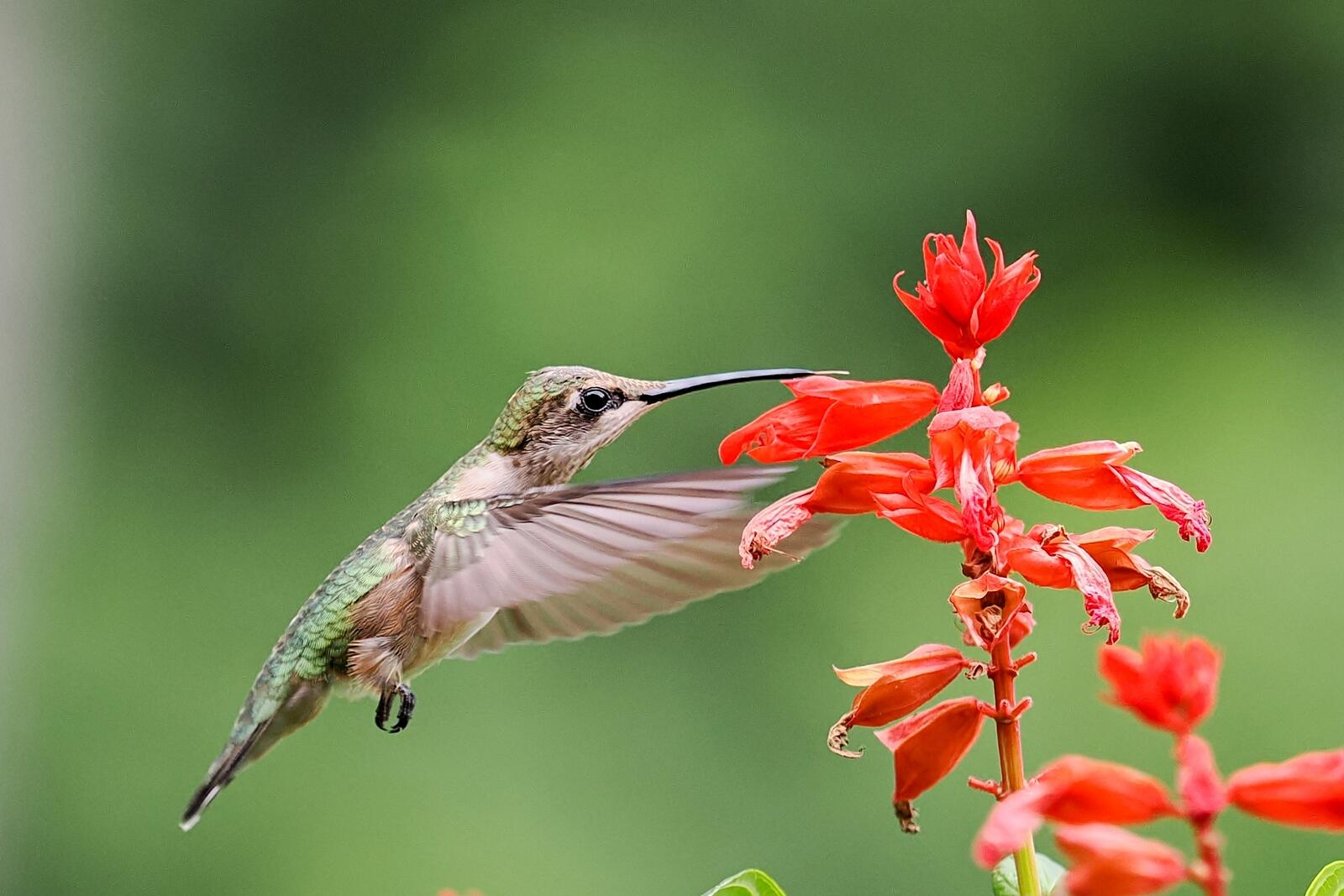 Click image for larger version

Name:	P7160937_filtered.jpg
Views:	42
Size:	171.6 KB
ID:	984048