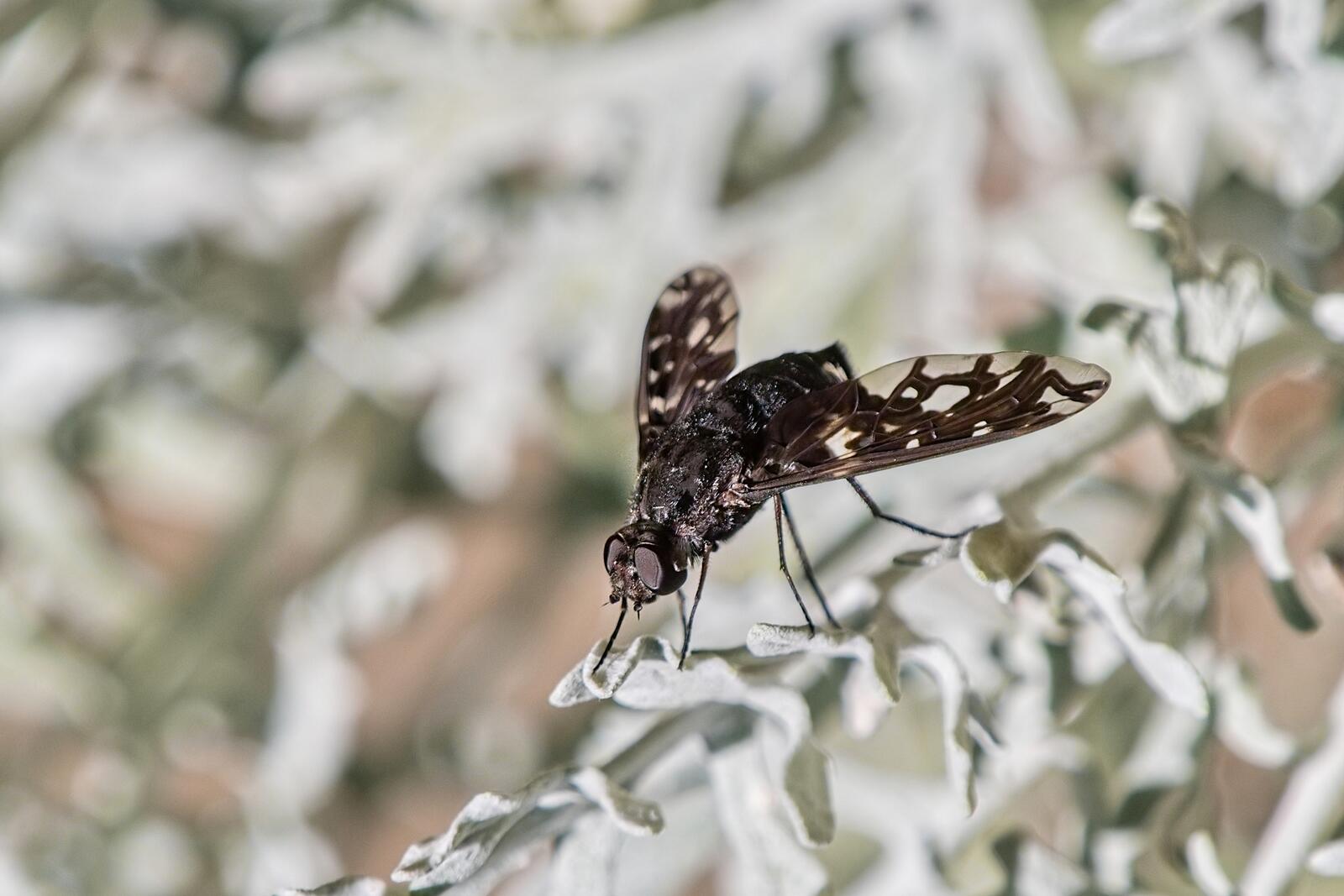 Click image for larger version

Name:	P7110005_filtered (2).jpg
Views:	221
Size:	132.3 KB
ID:	984292