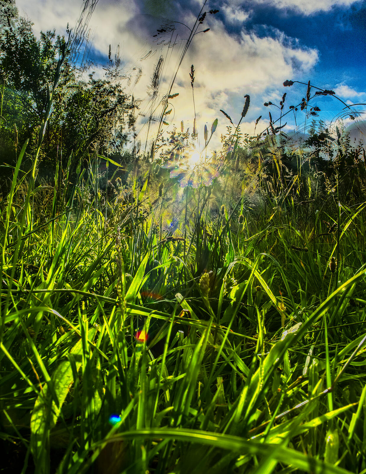 Click image for larger version

Name:	Downhorne Park. The sun through the grass small.jpg
Views:	80
Size:	674.1 KB
ID:	984497