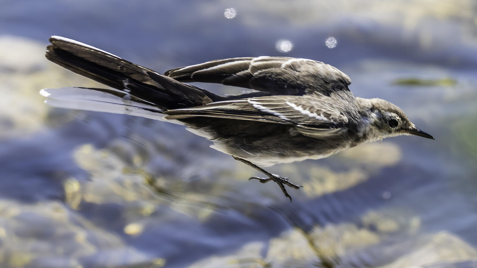 Click image for larger version

Name:	caught on the hop .jpg
Views:	318
Size:	151.6 KB
ID:	985632