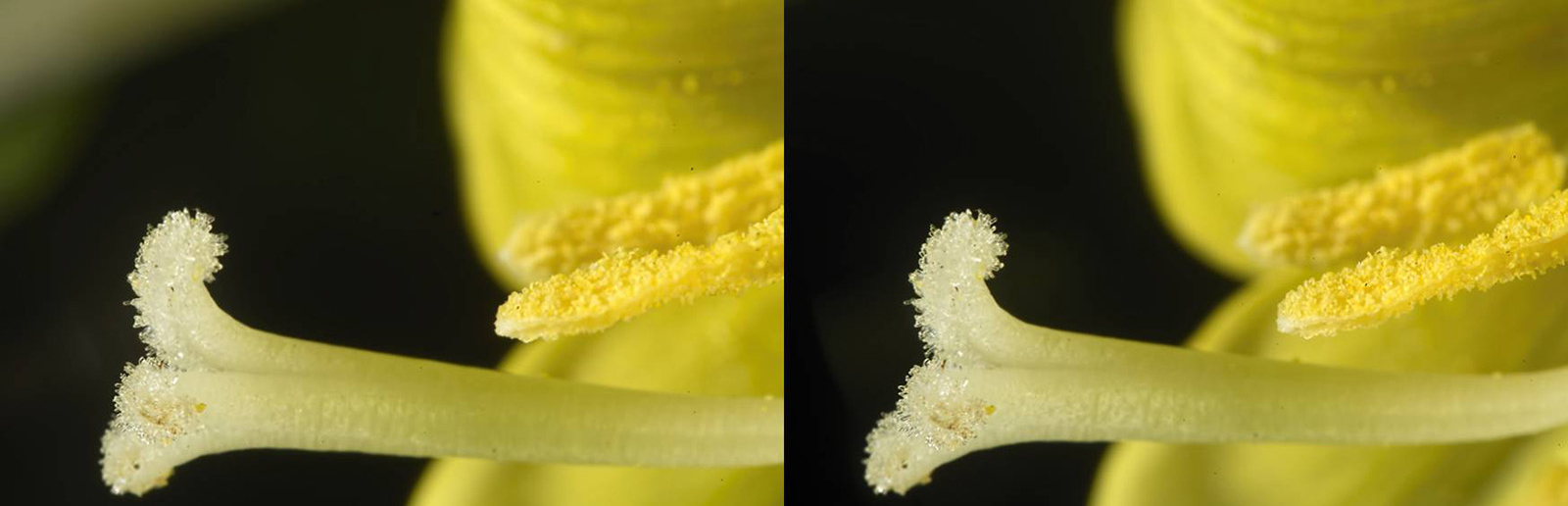 Click image for larger version  Name:	A7R, x2 TC, HM40 at f16, flash. from 2015..jpg Views:	10 Size:	290.4 KB ID:	985762