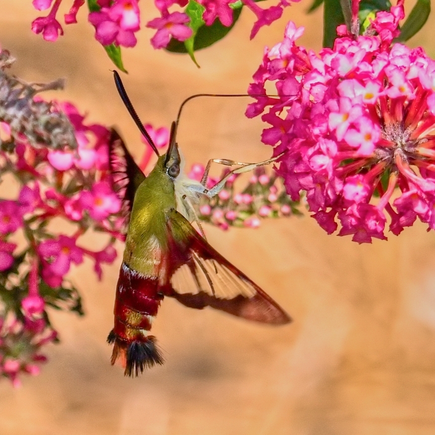 Click image for larger version

Name:	P7273874_filtered.jpg
Views:	189
Size:	557.6 KB
ID:	985842