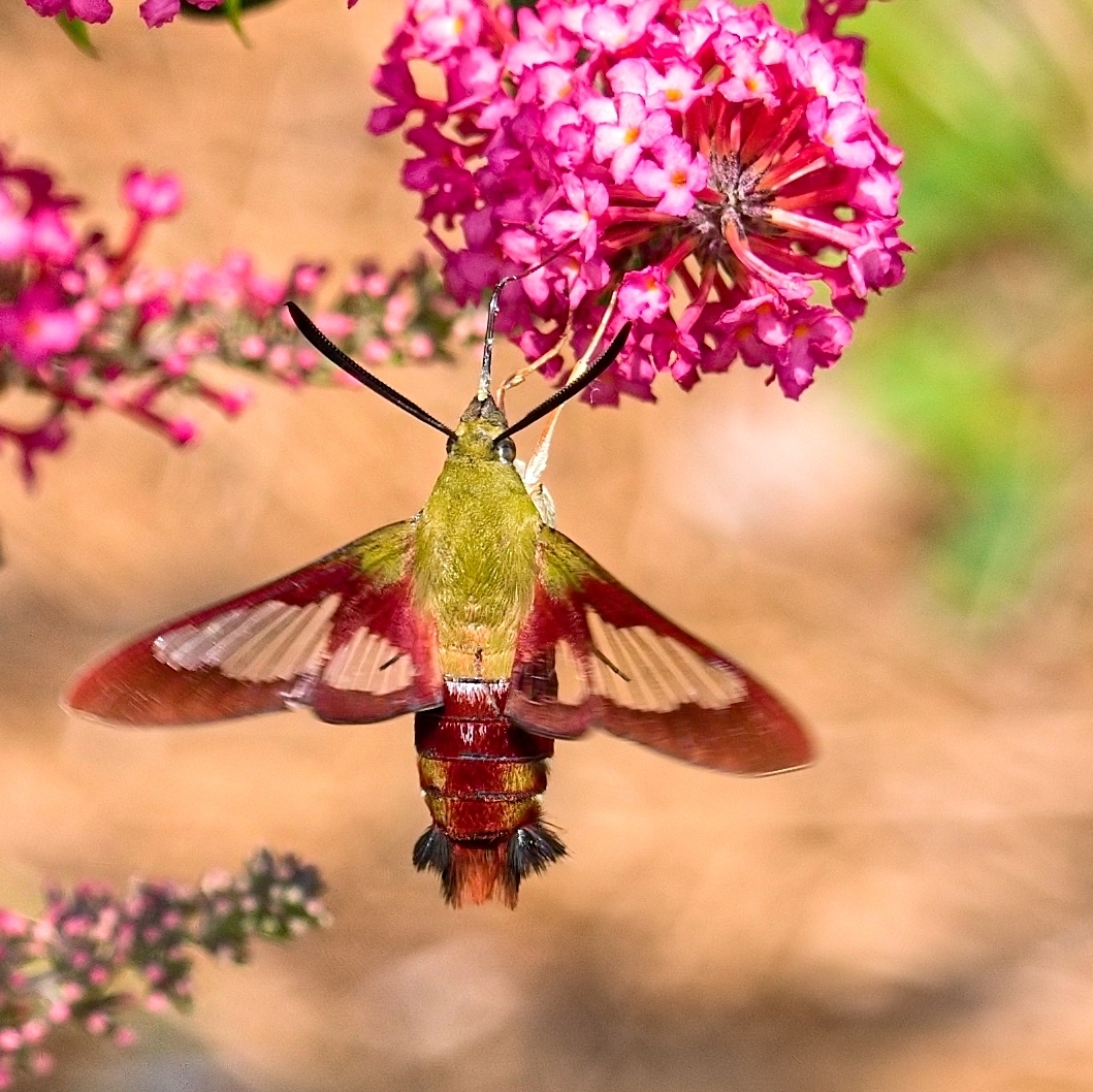 Click image for larger version

Name:	P7273872_filtered.jpg
Views:	48
Size:	828.0 KB
ID:	985843